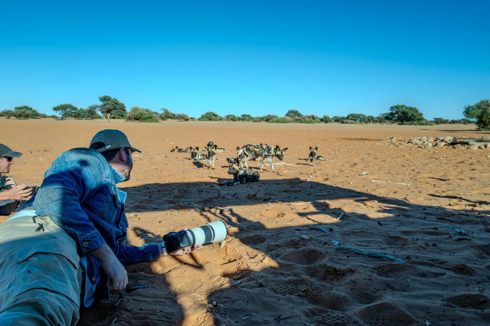 Photographing African wild dogs from the ground, Namibia