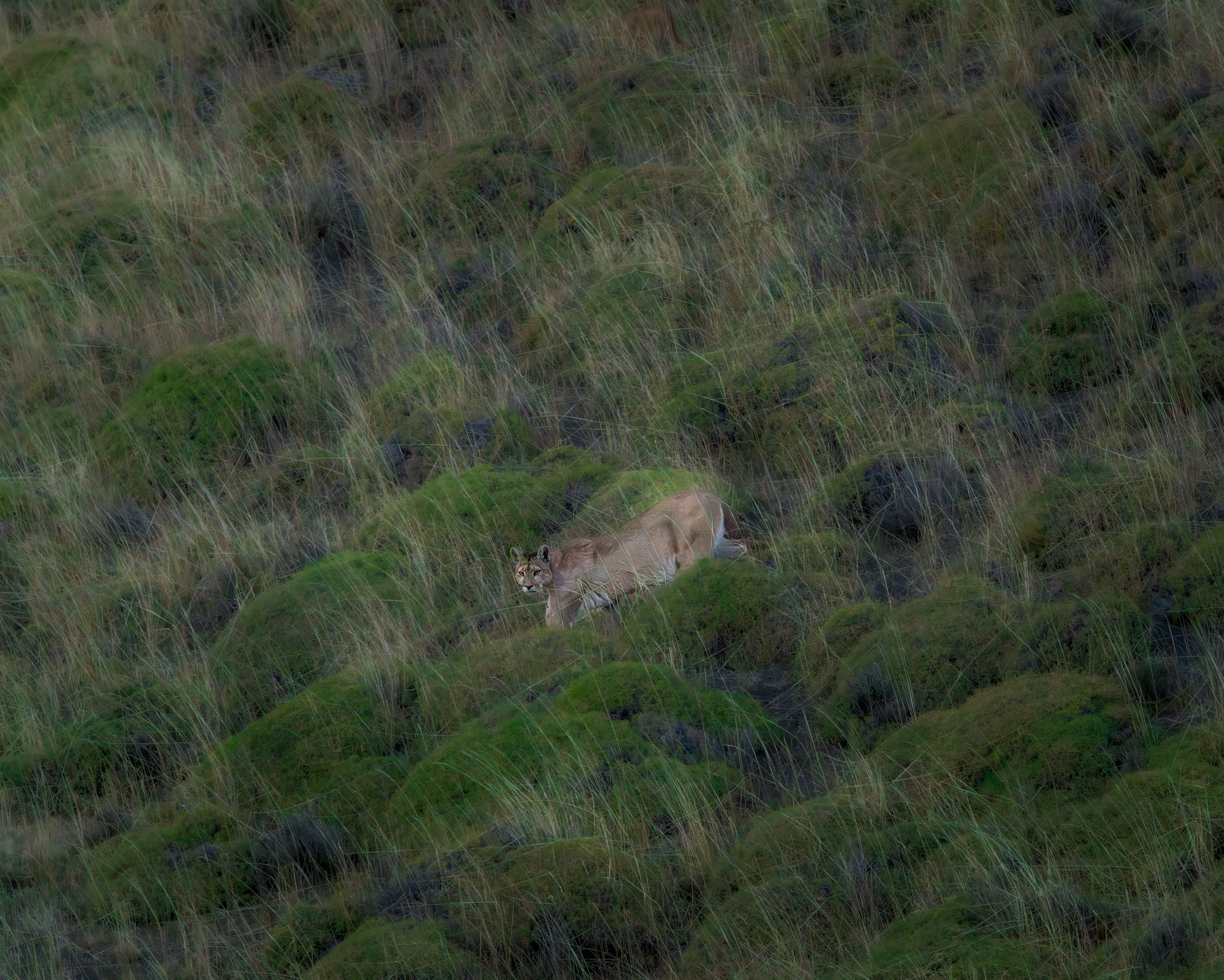 A puma camouflaged on a green hillside