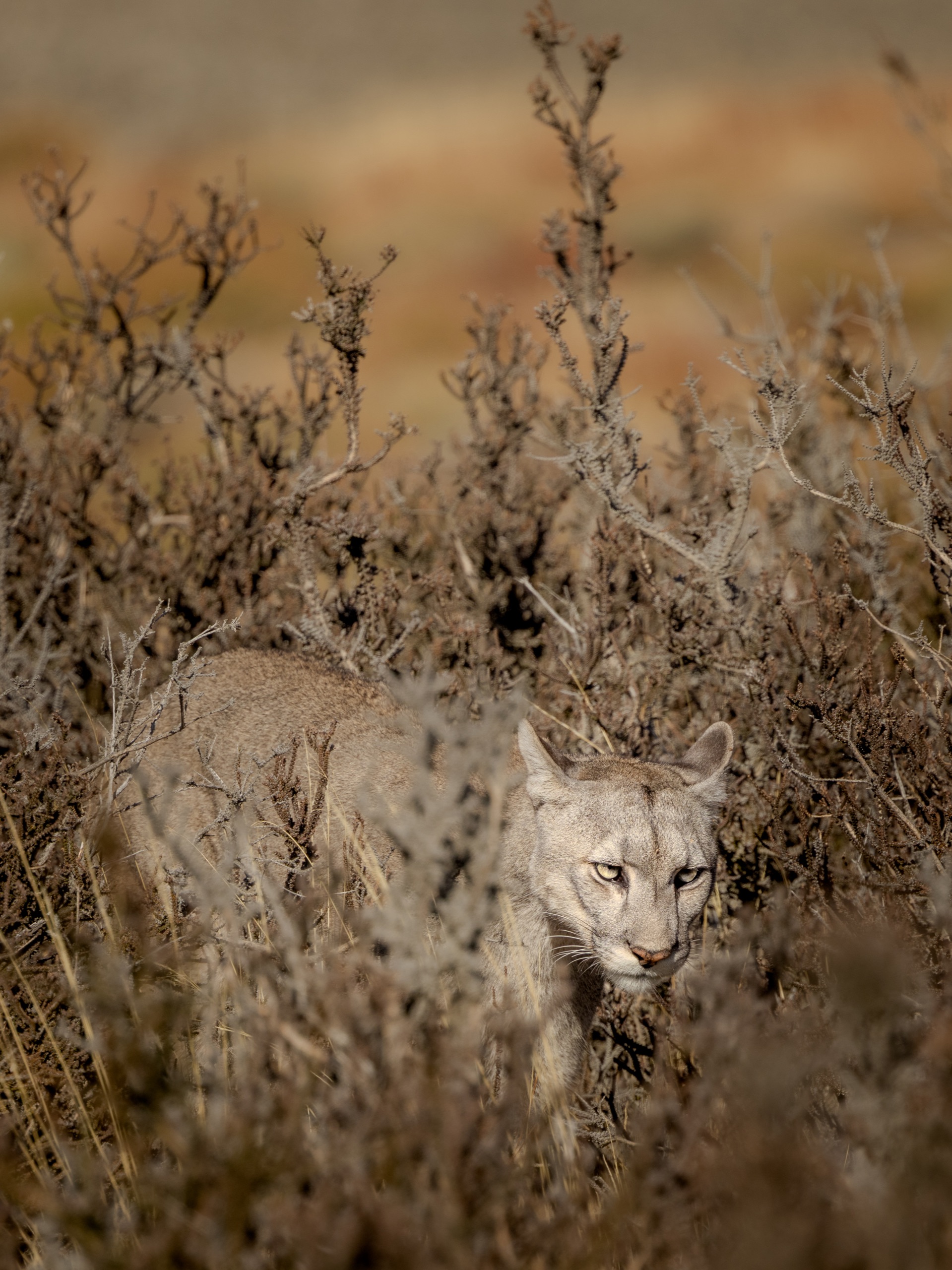 A puma watching from dry brush