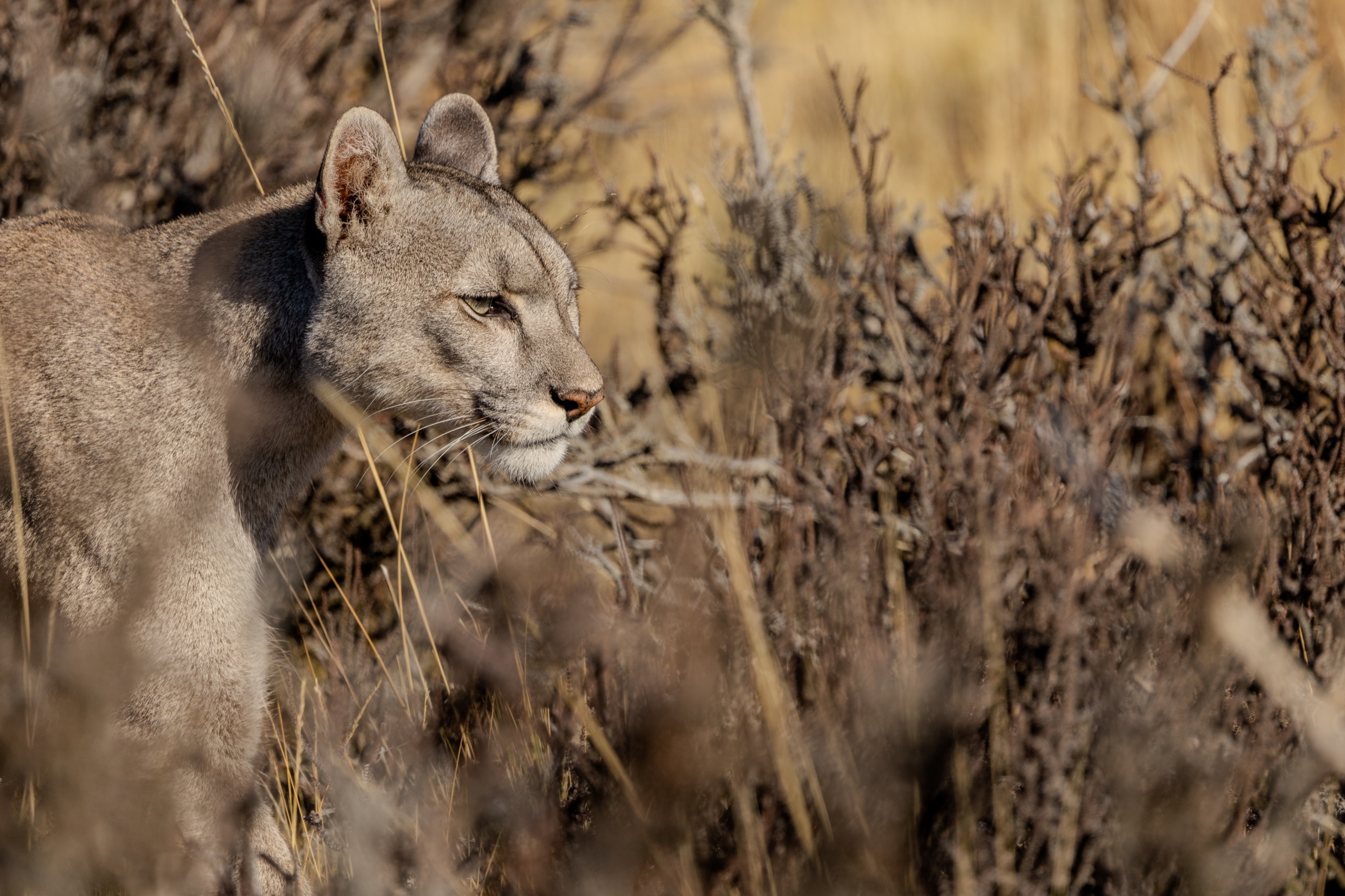Puma moving through dry brush