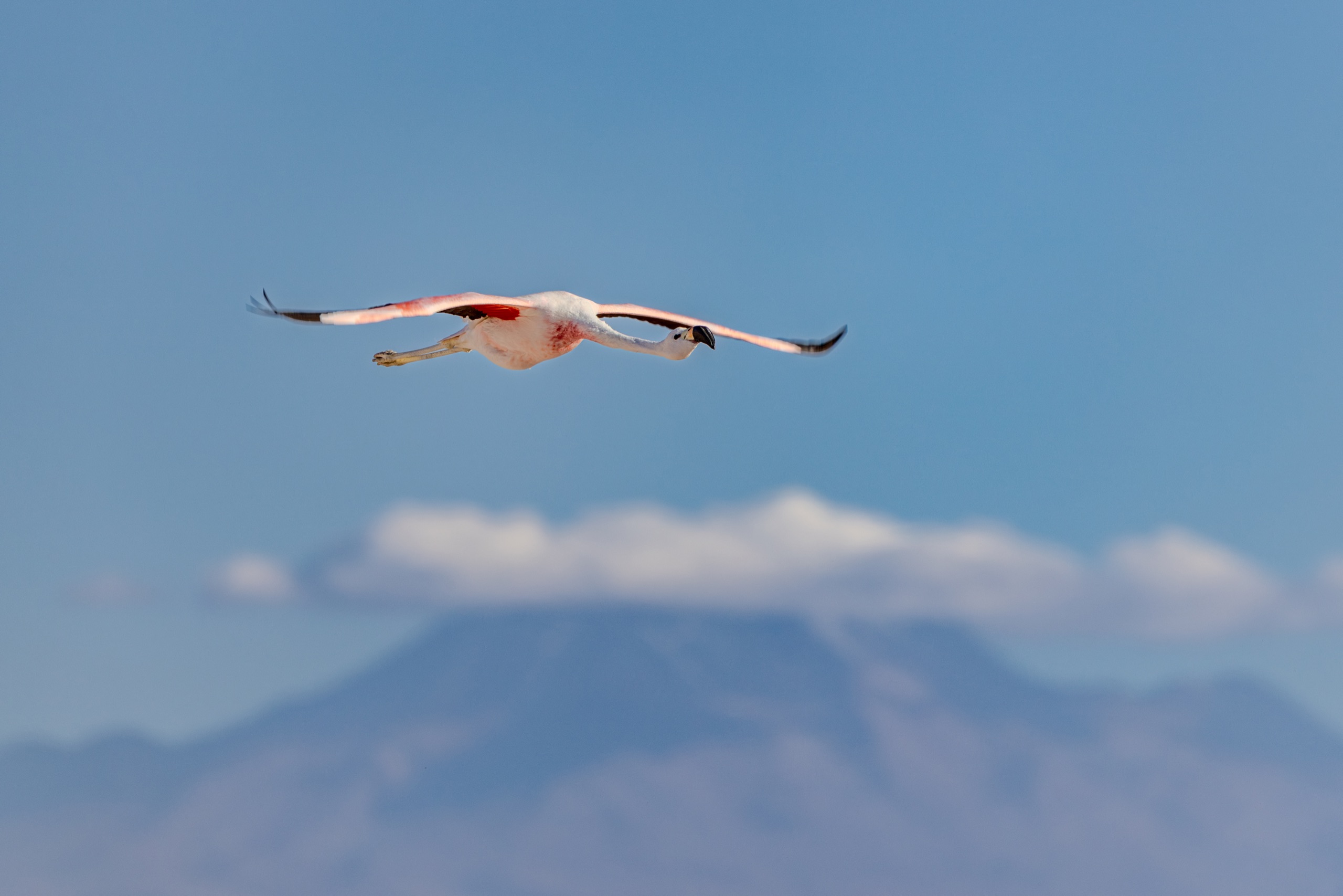 A flamingo in flight over a distant volcano
