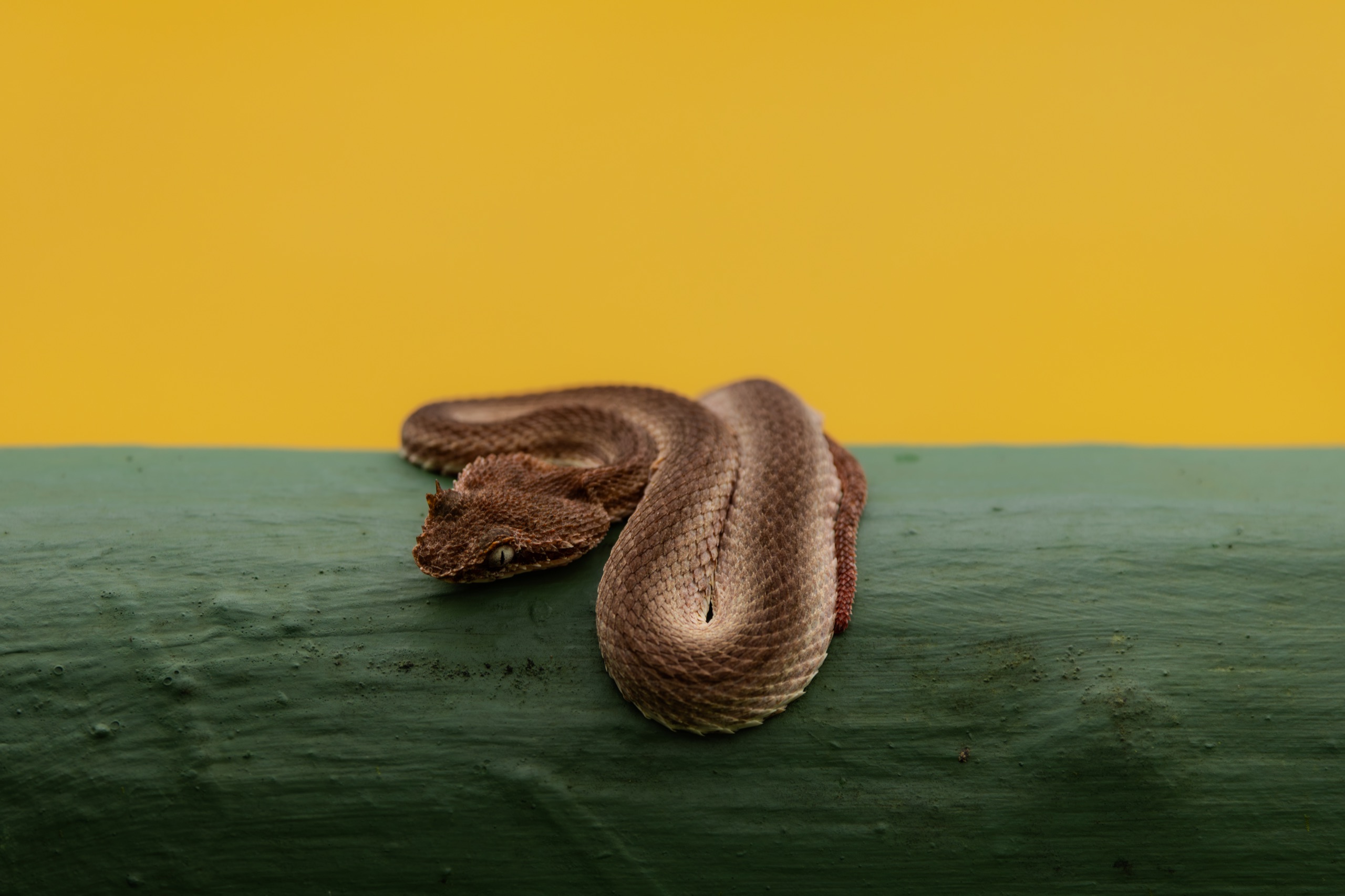 A snake resting on a green table against a yellow wall