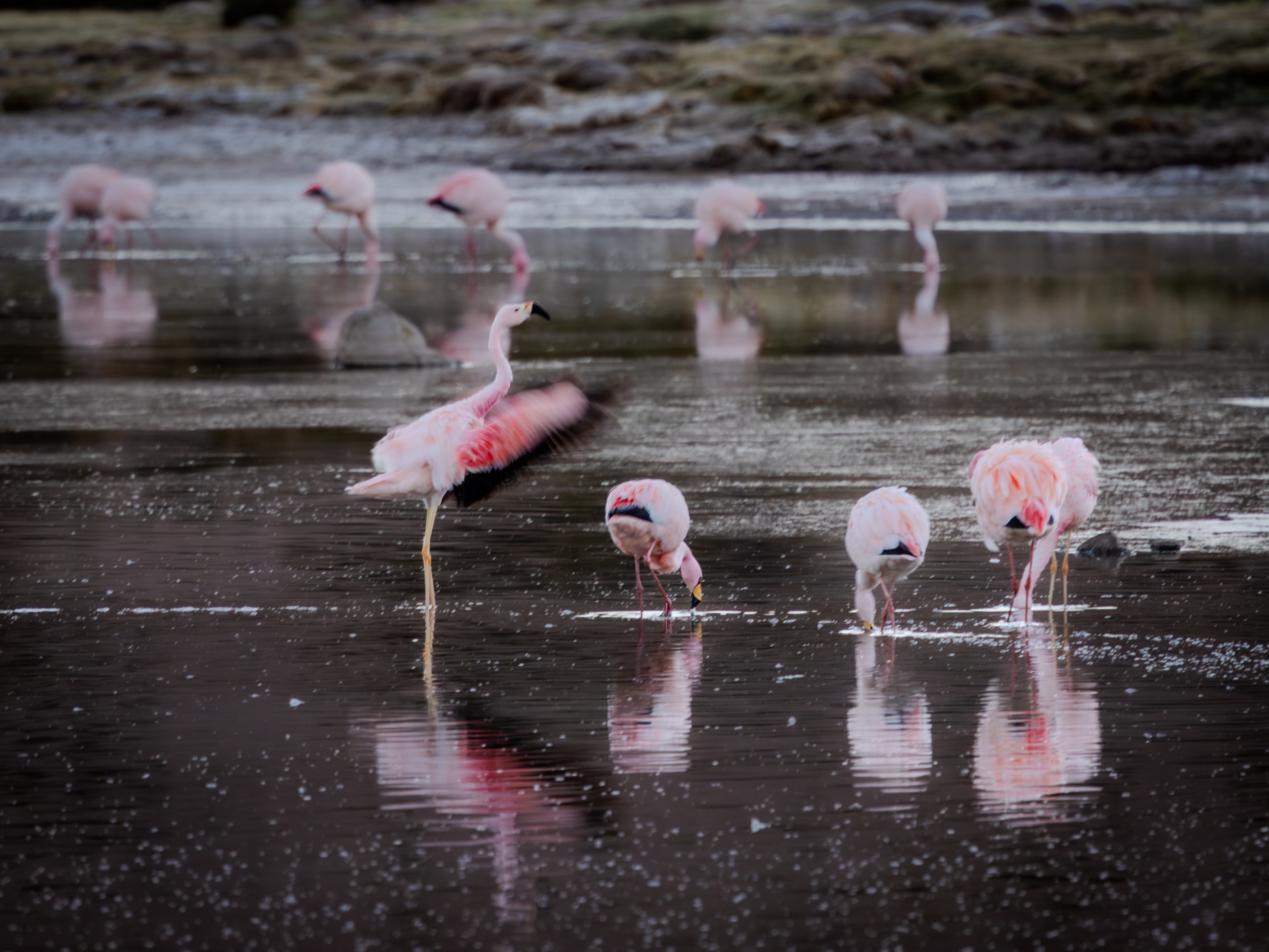 Flamingos feeding in shallow water