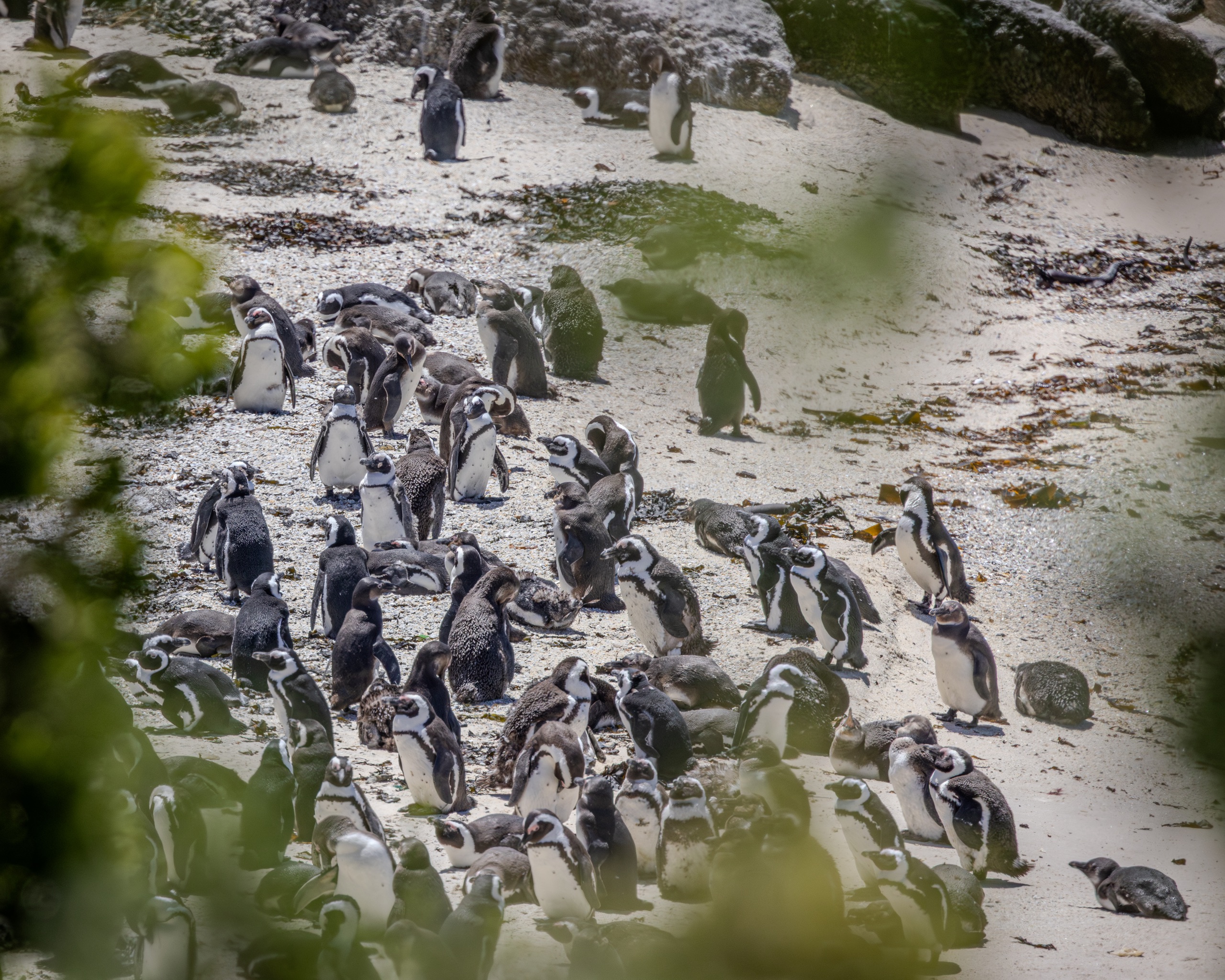 A penguin colony on the beach