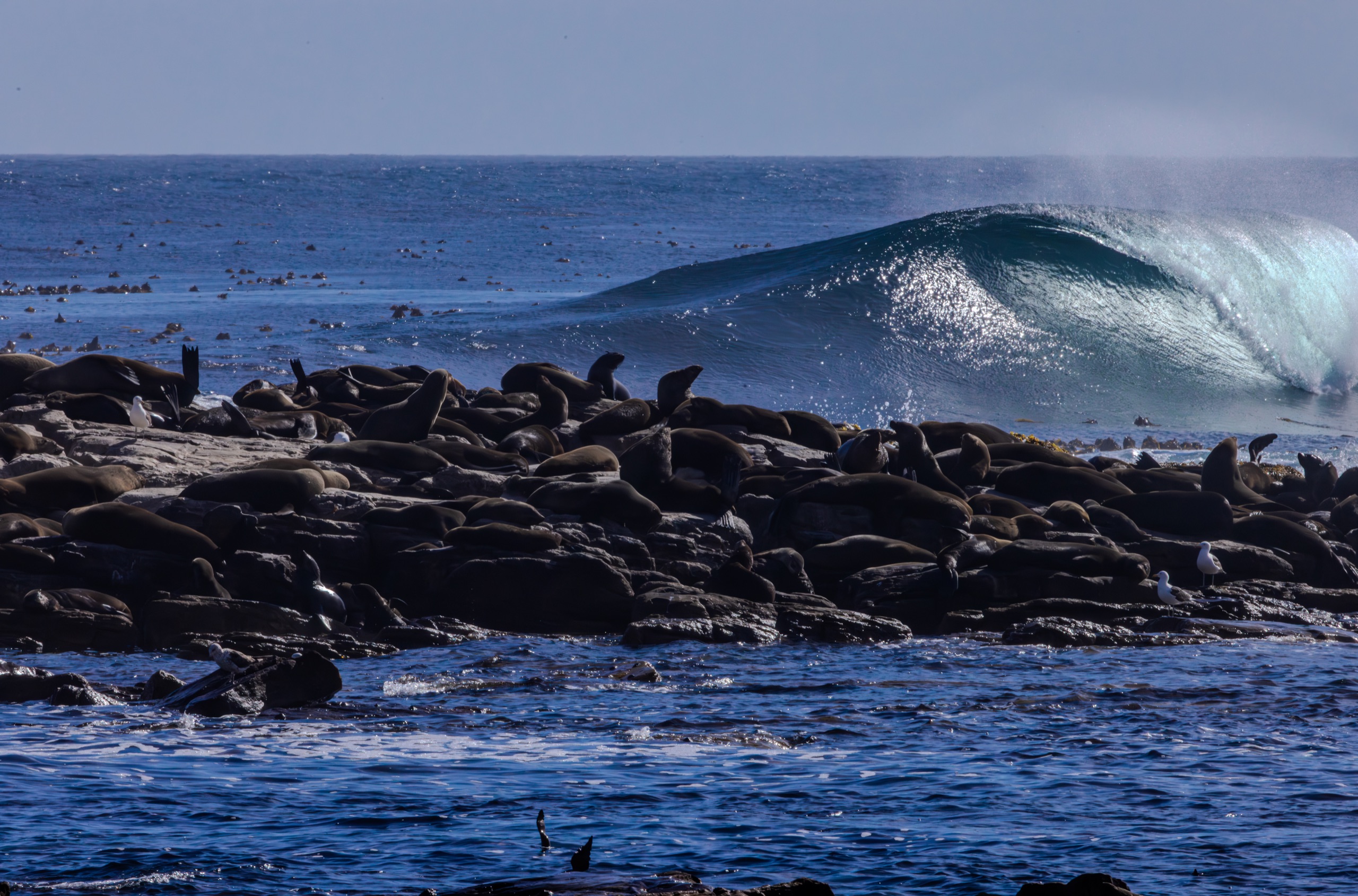 Seals crowding the rocks as a wave breaks