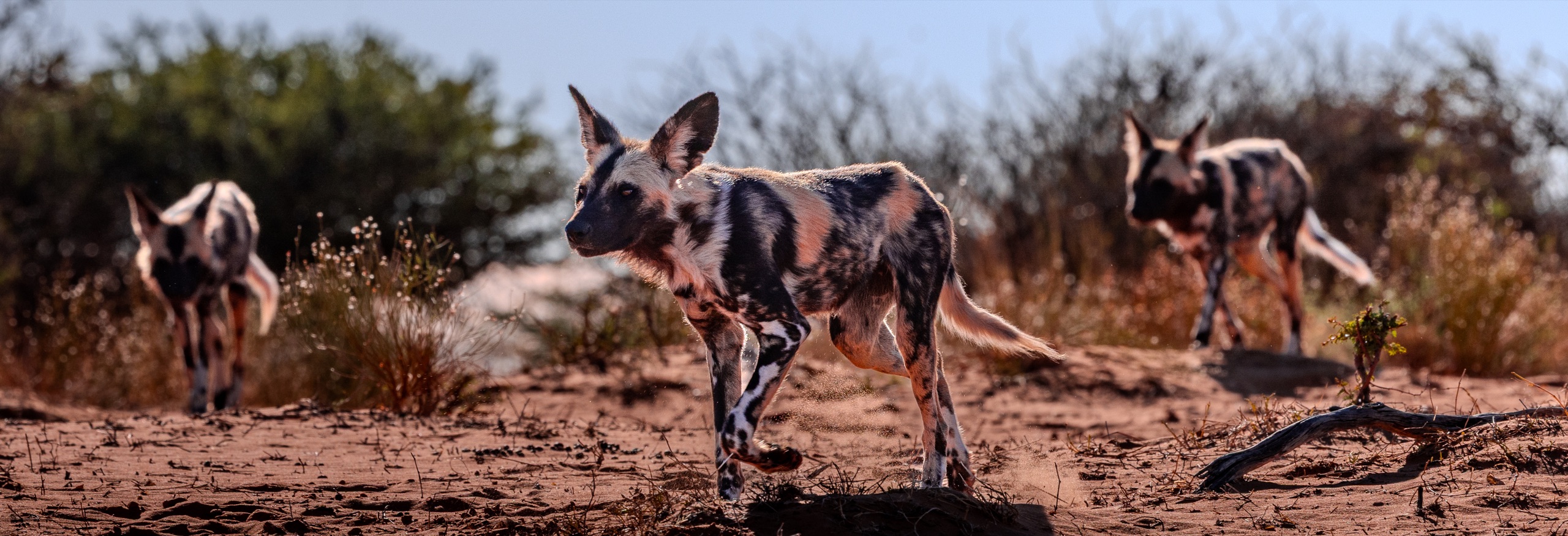 African wild dogs on the move