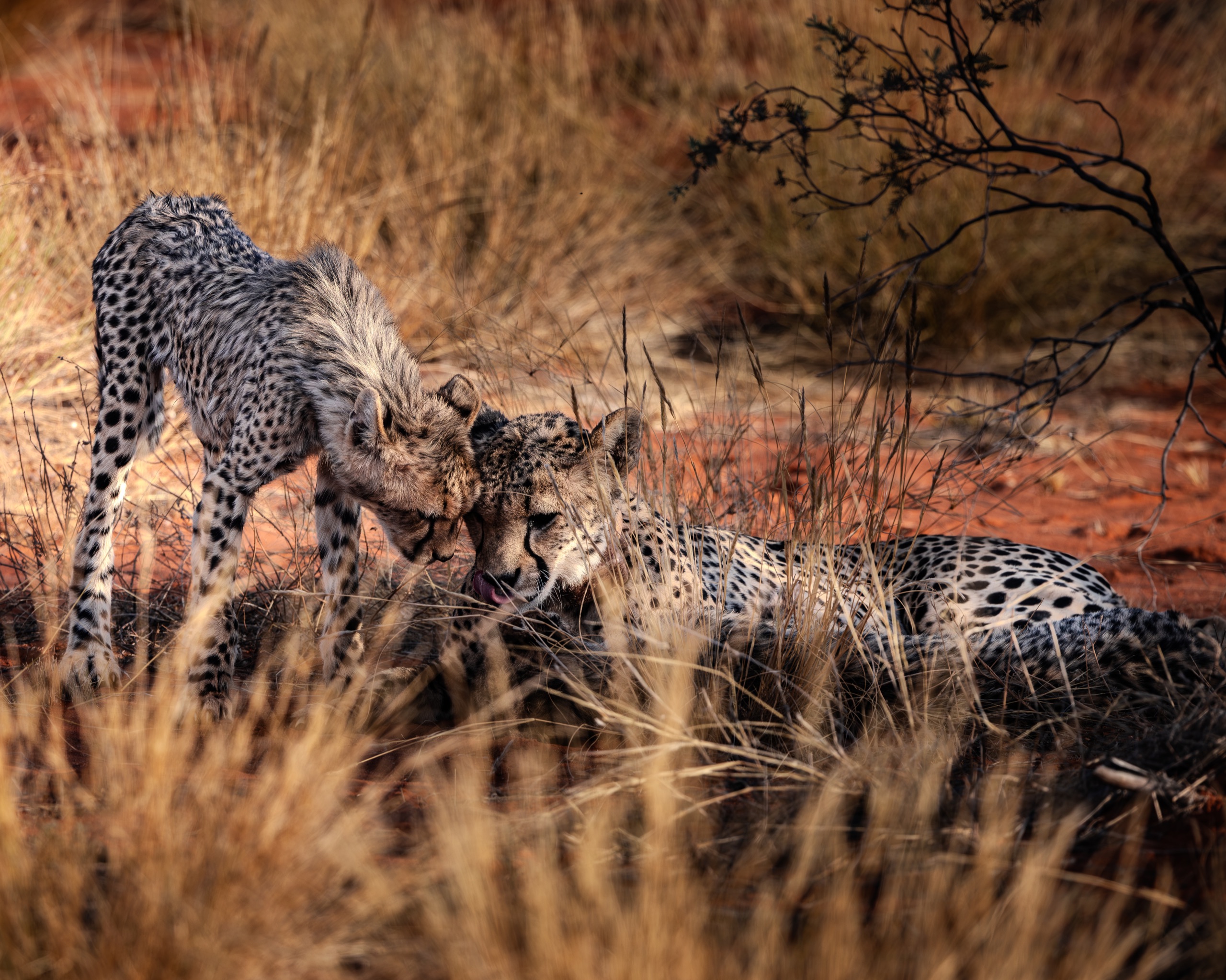 Two cheetahs in tall dry grass