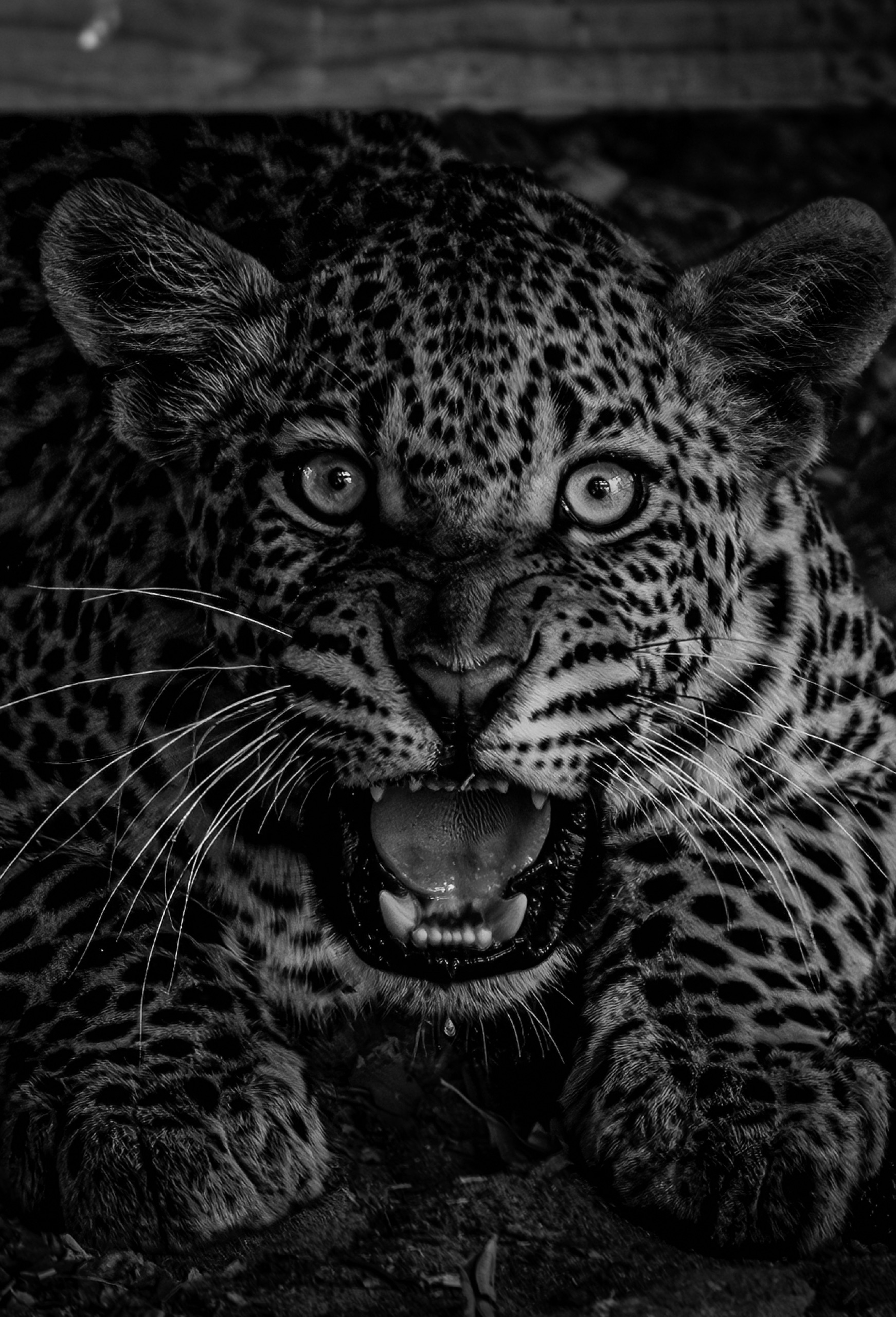 Black and white portrait of a leopard