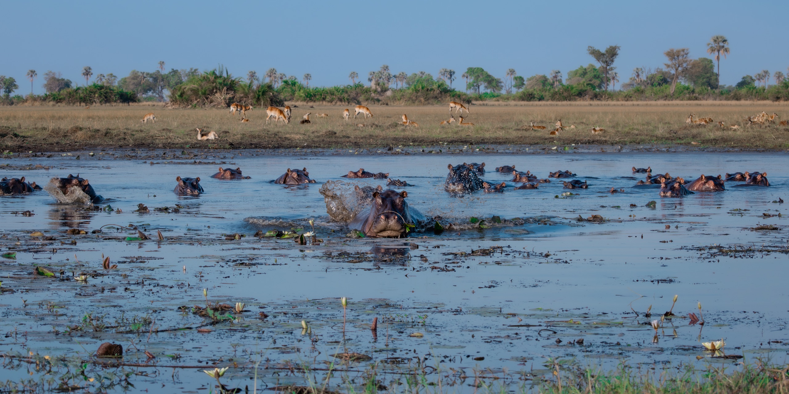 Hippos crowding a channel in the delta