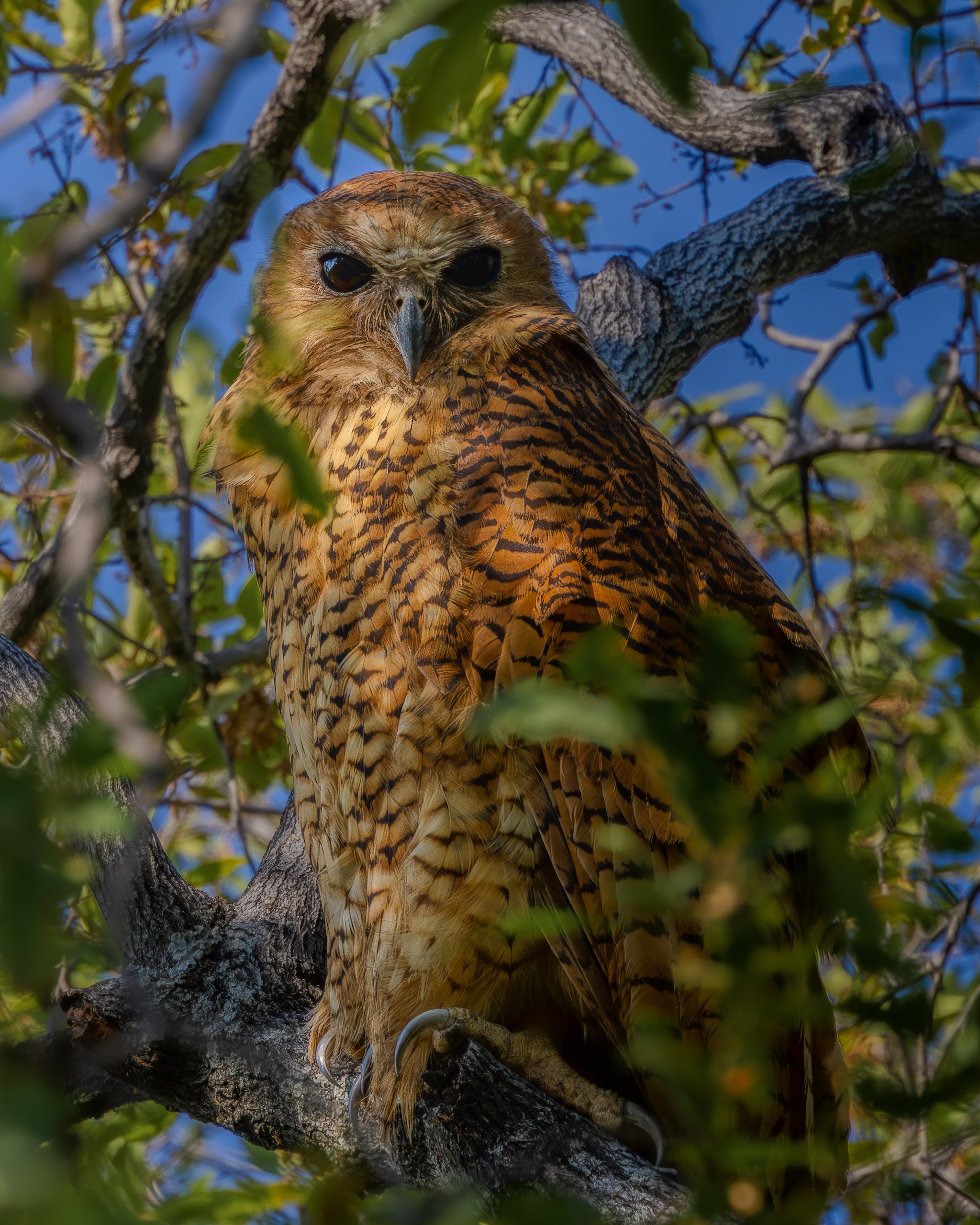 An owl perched in a tree
