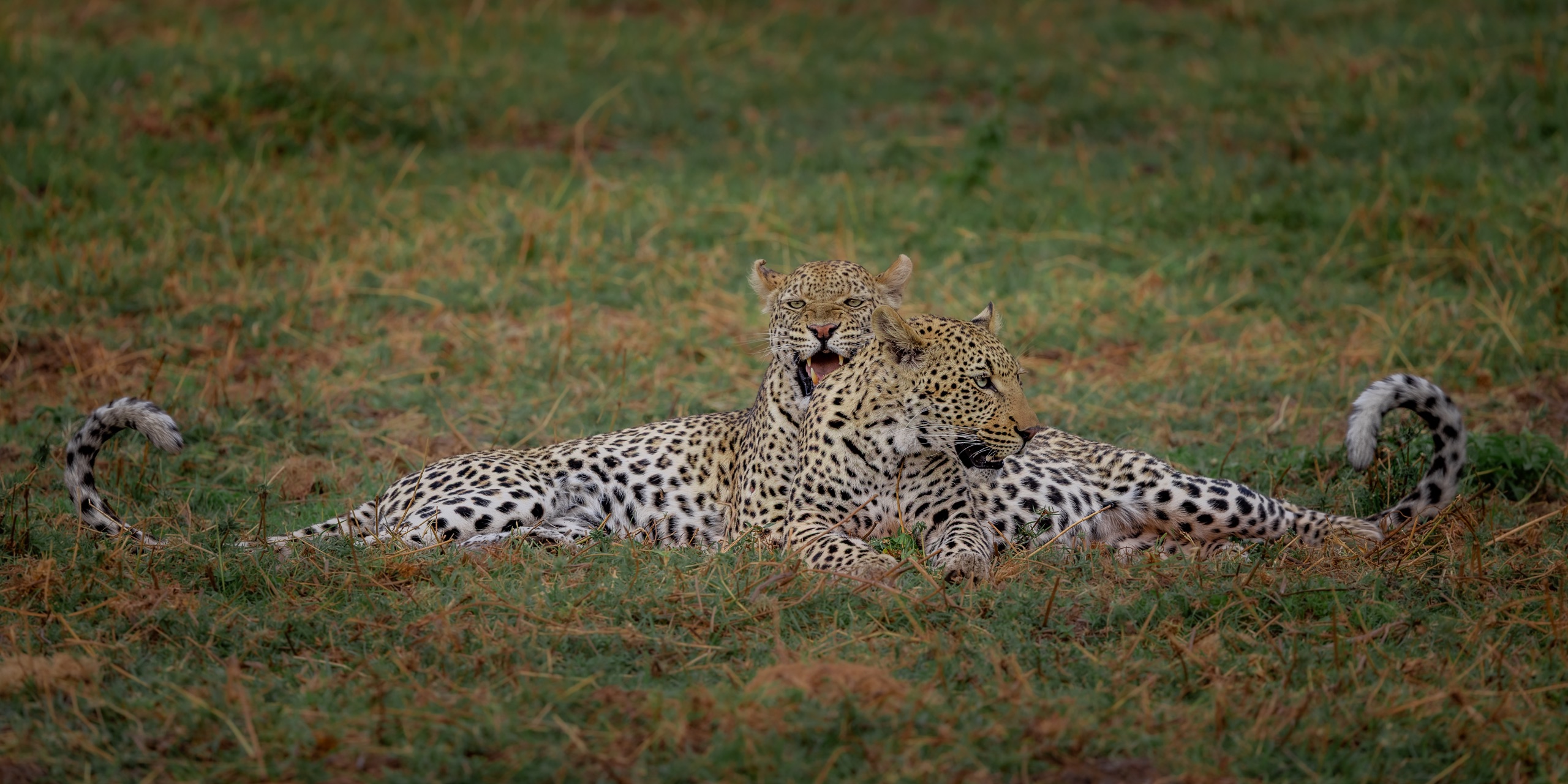 A leopard stretched out on the grass