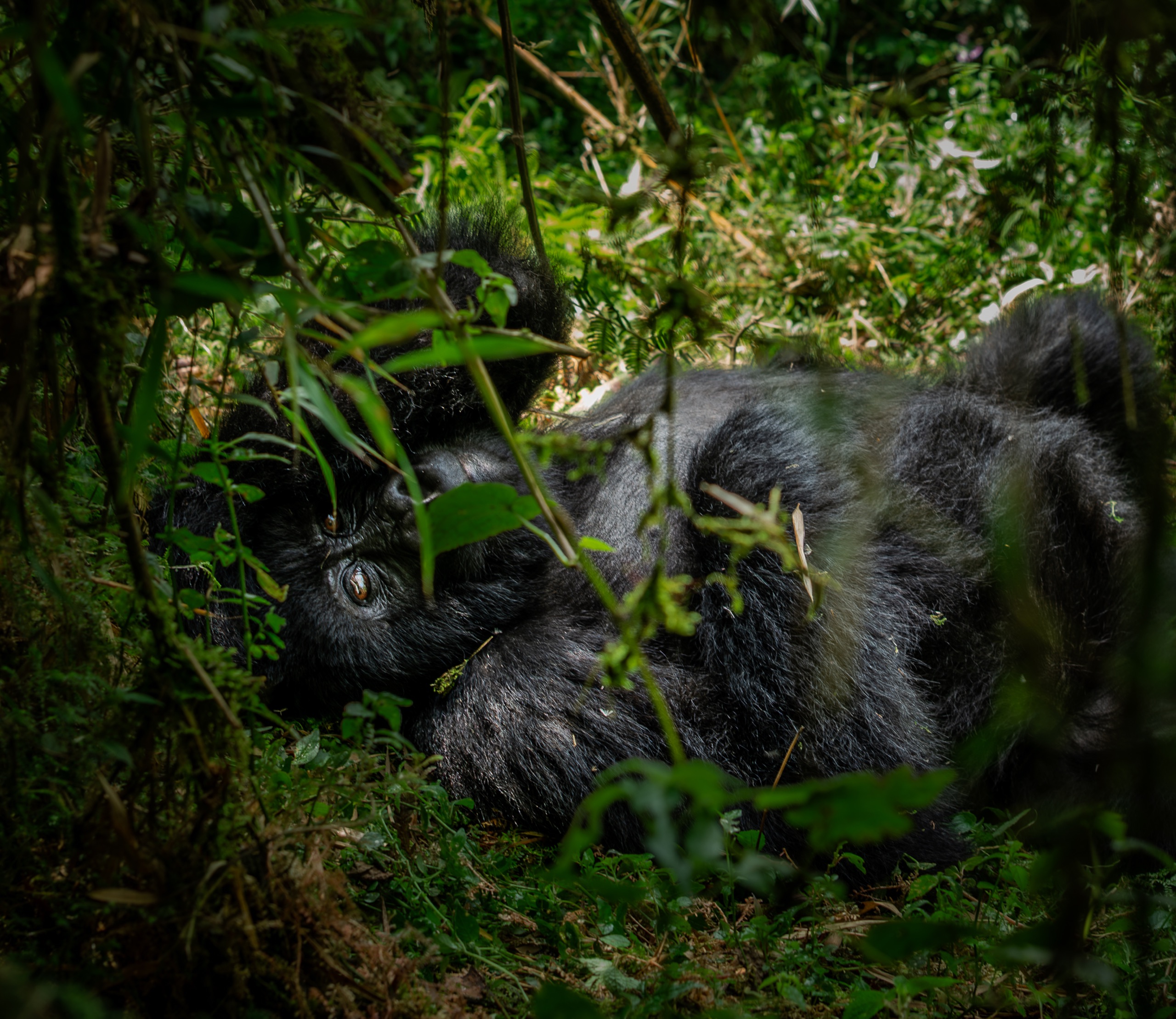 A gorilla mother holding her infant in the forest