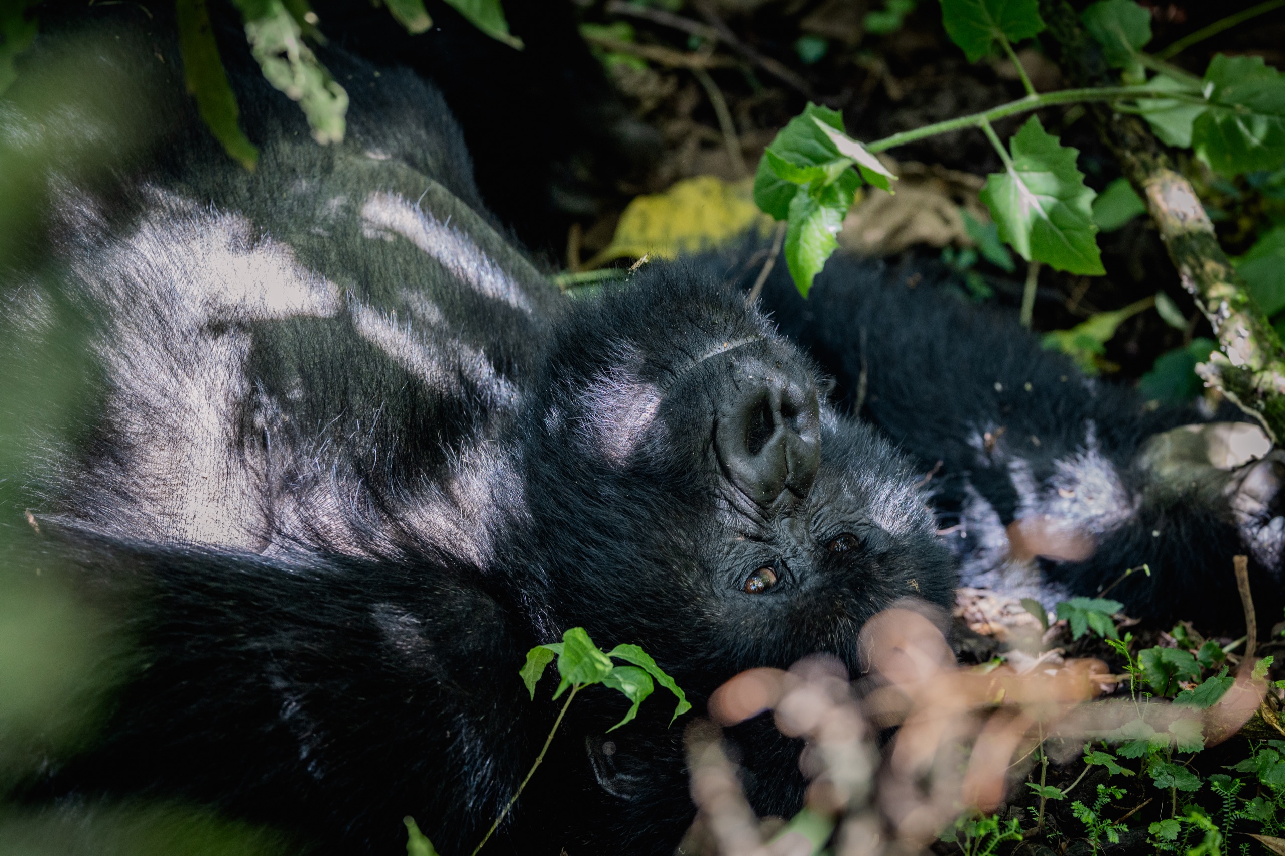 A gorilla resting in dappled light