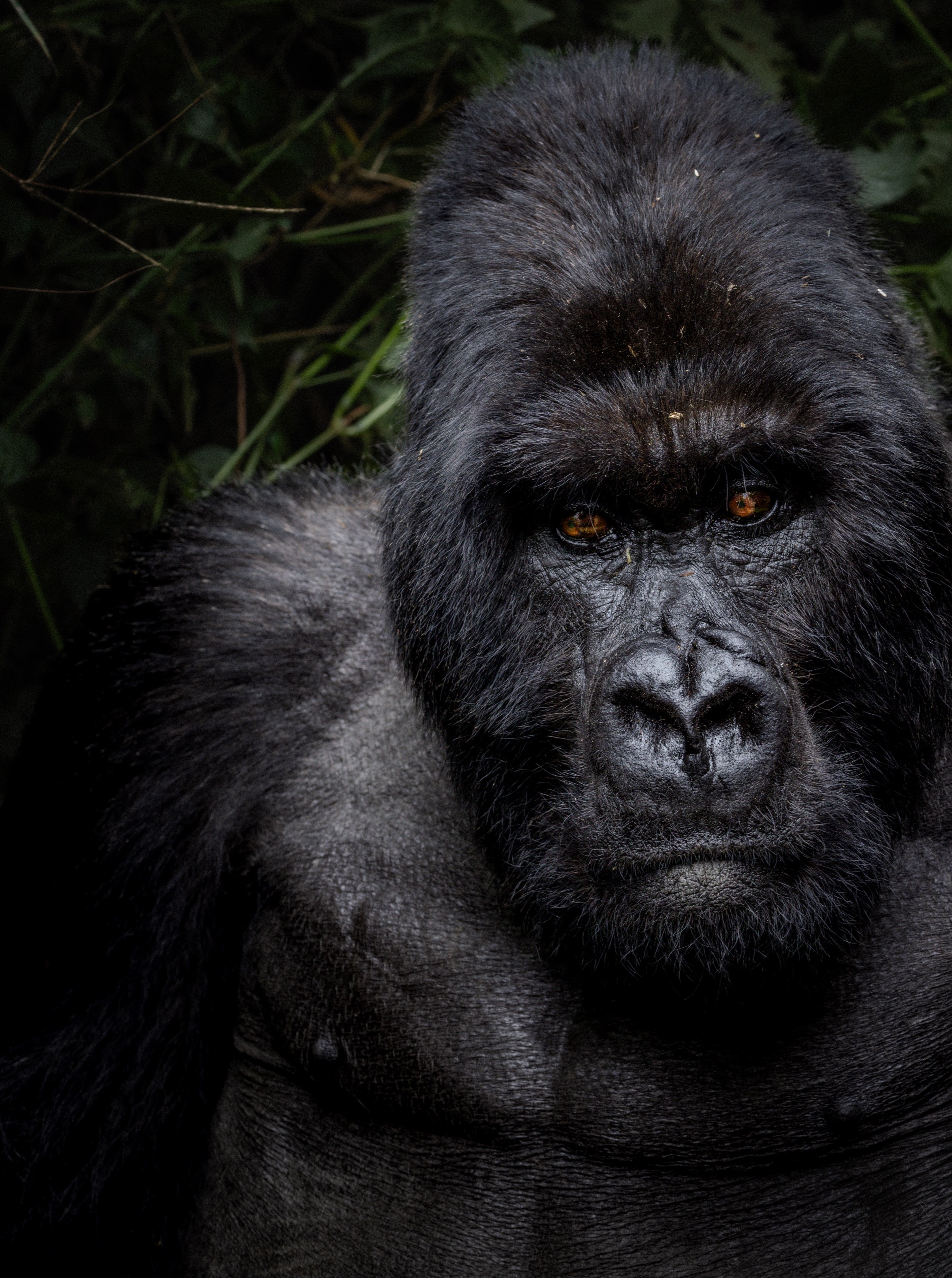 Portrait of a silverback gorilla