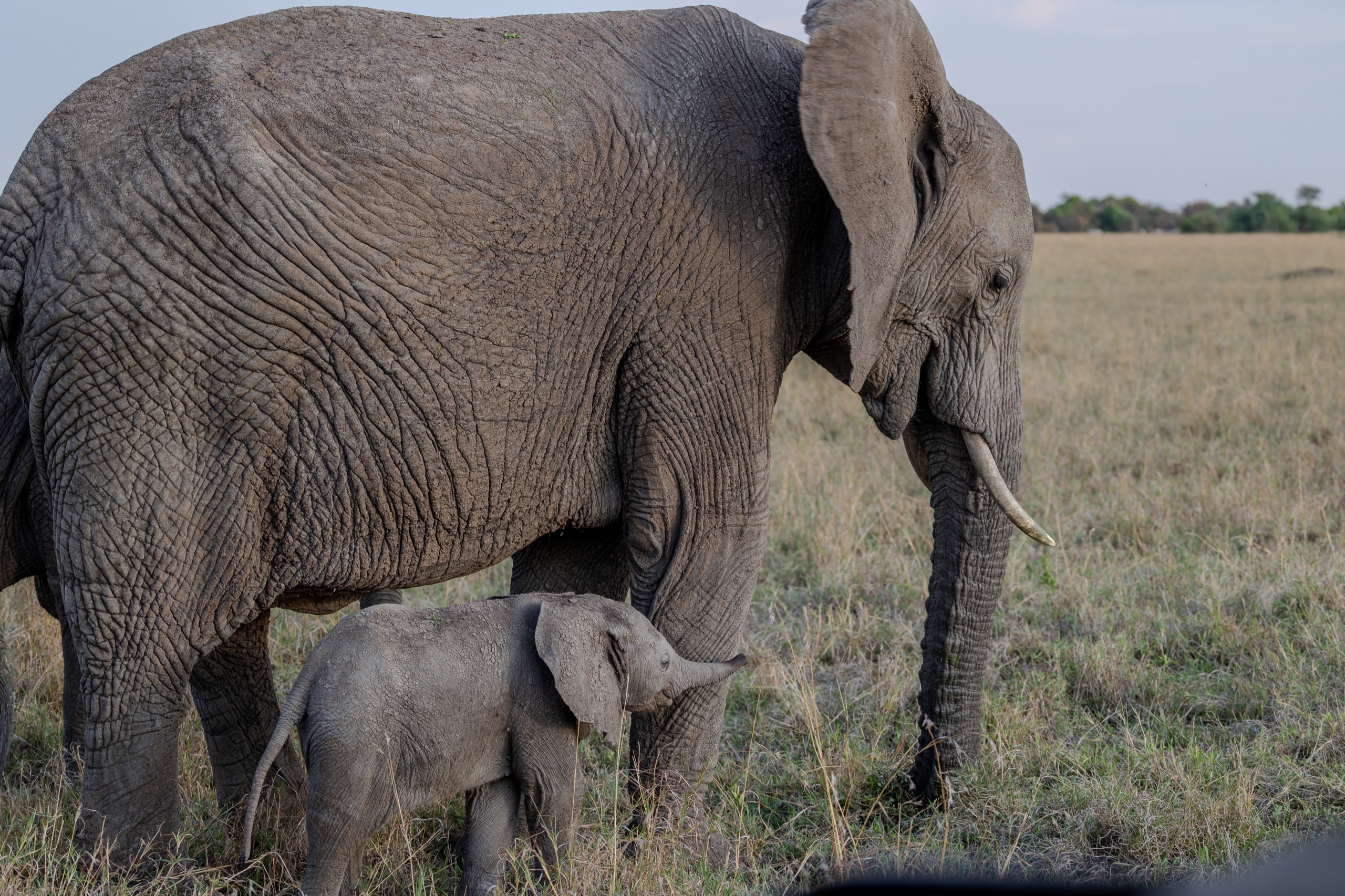 An elephant and her calf on open grassland