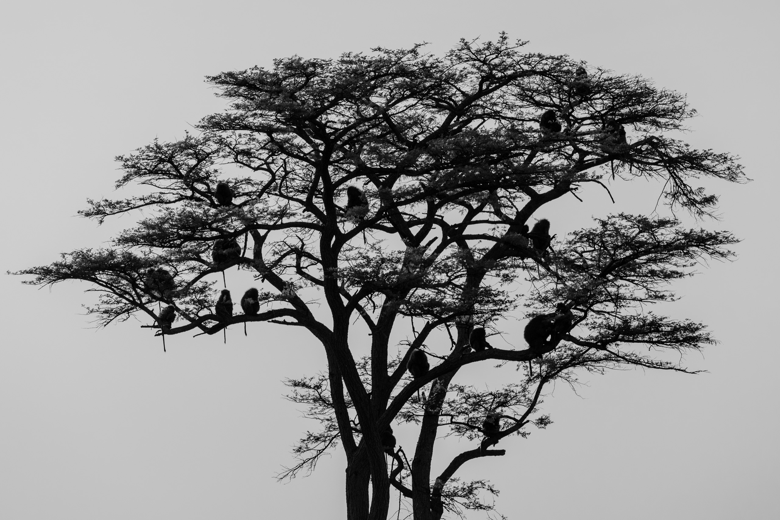 Birds gathered in an acacia, black and white