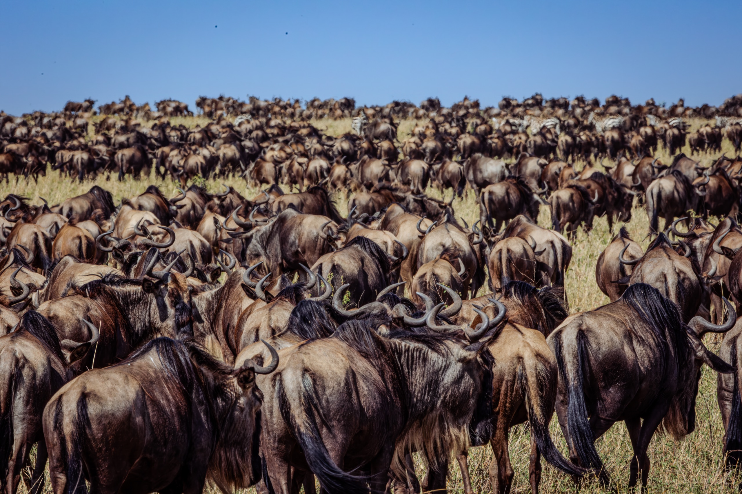 The wildebeest migration filling the frame