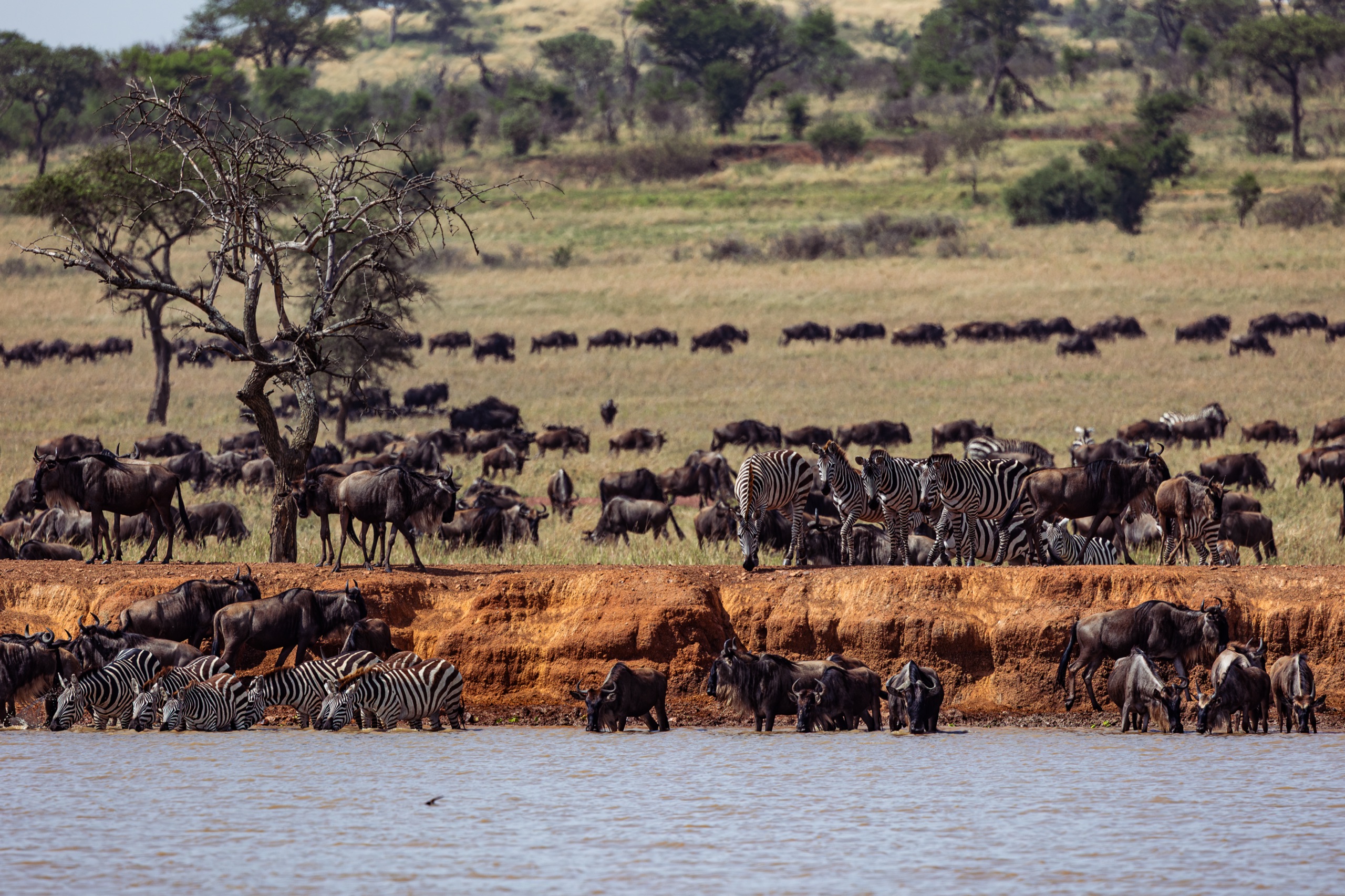 Zebras and wildebeest at a riverbank crossing