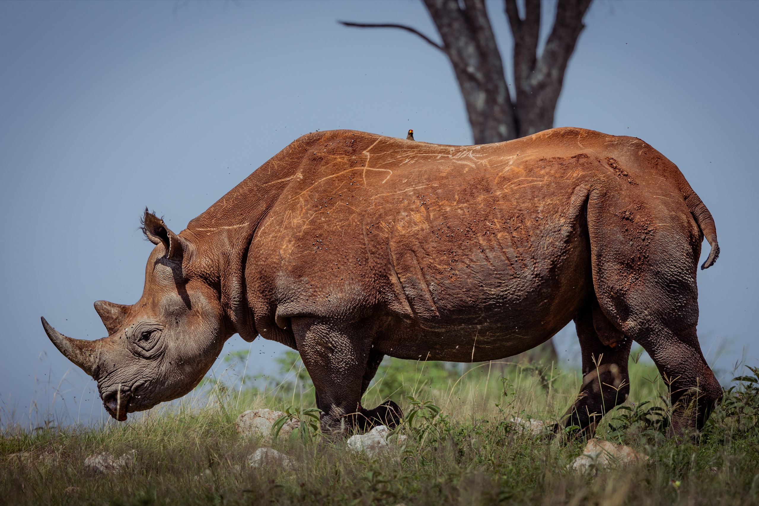 A black rhino grazing