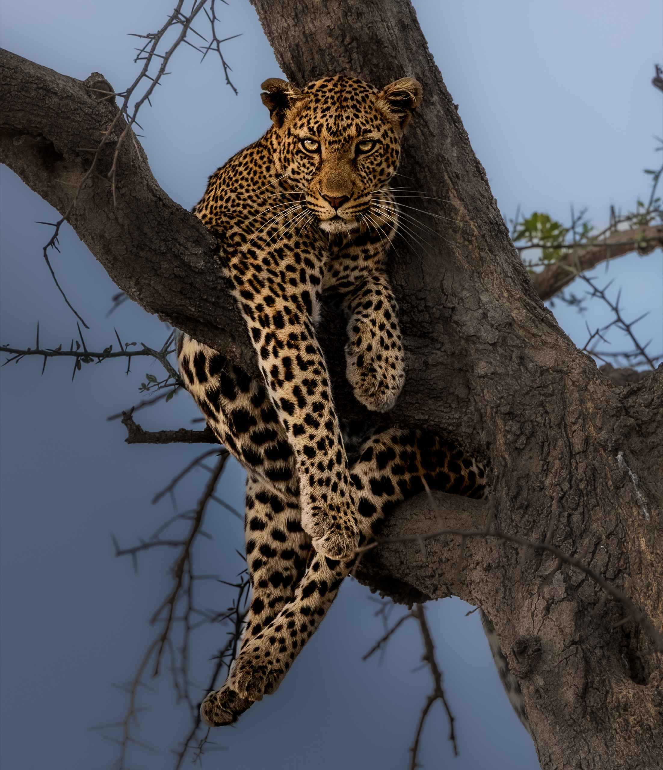A leopard draped in an acacia tree