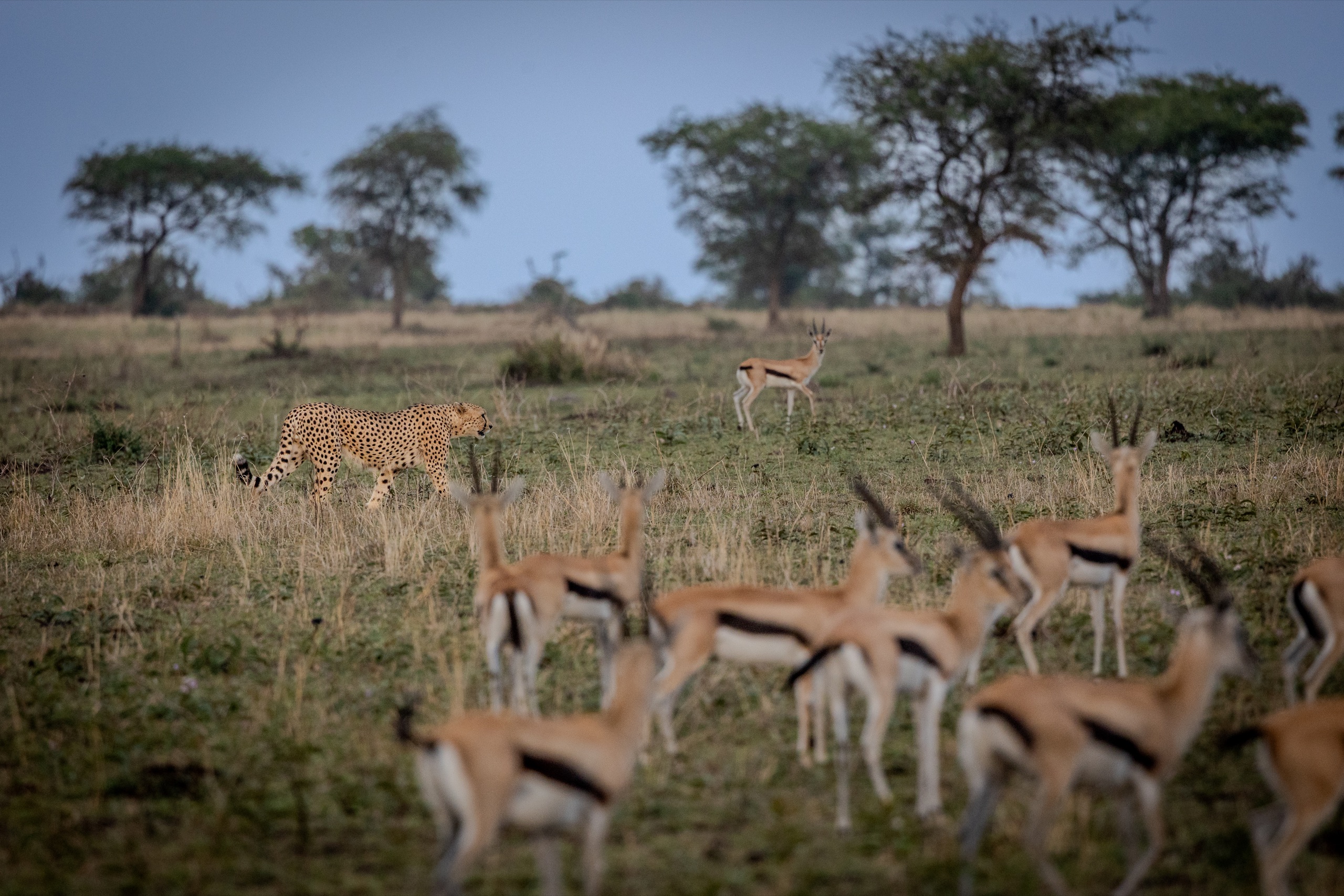 Gazelles scattered across the plain