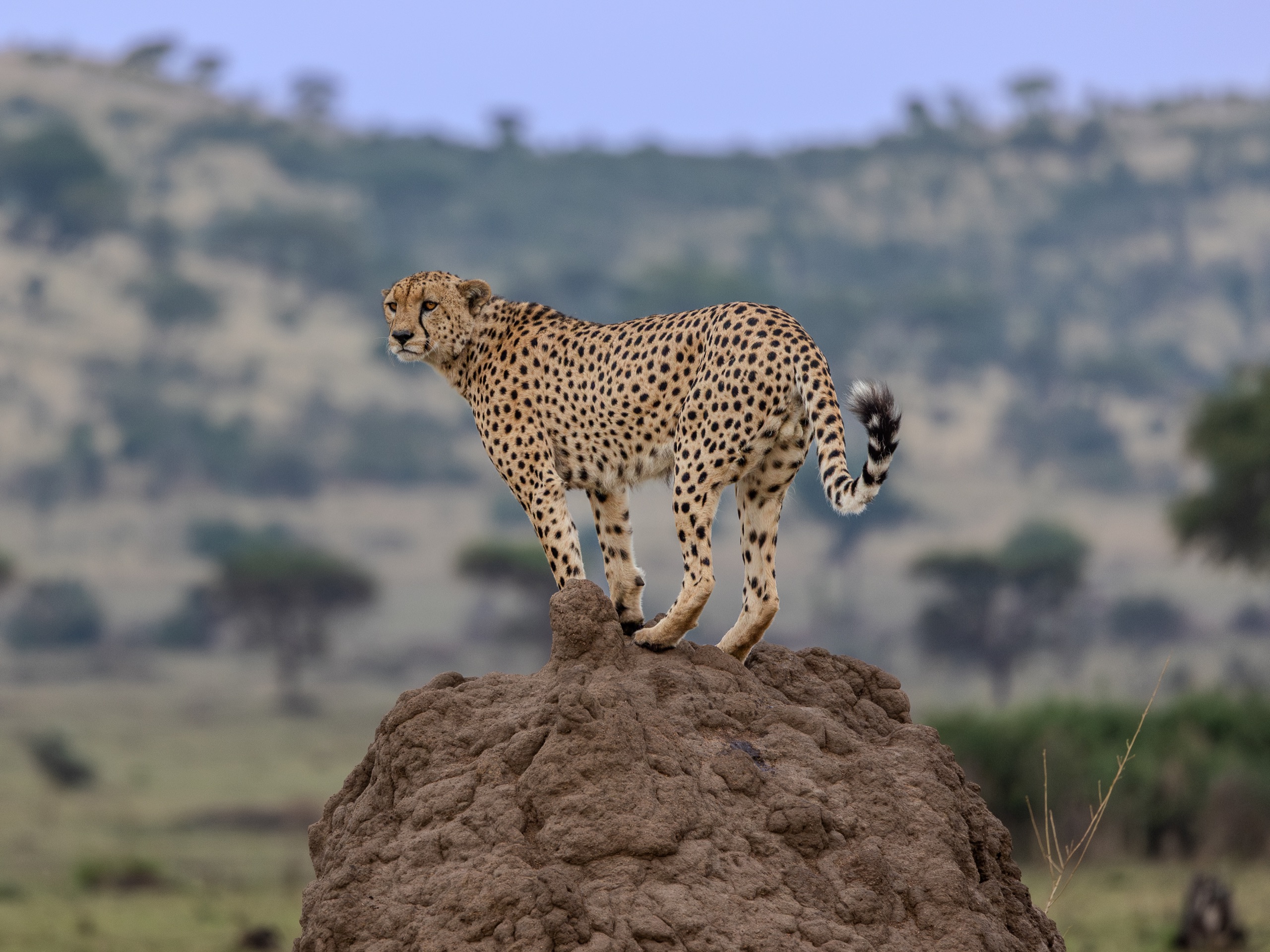 A cheetah standing watch on a termite mound