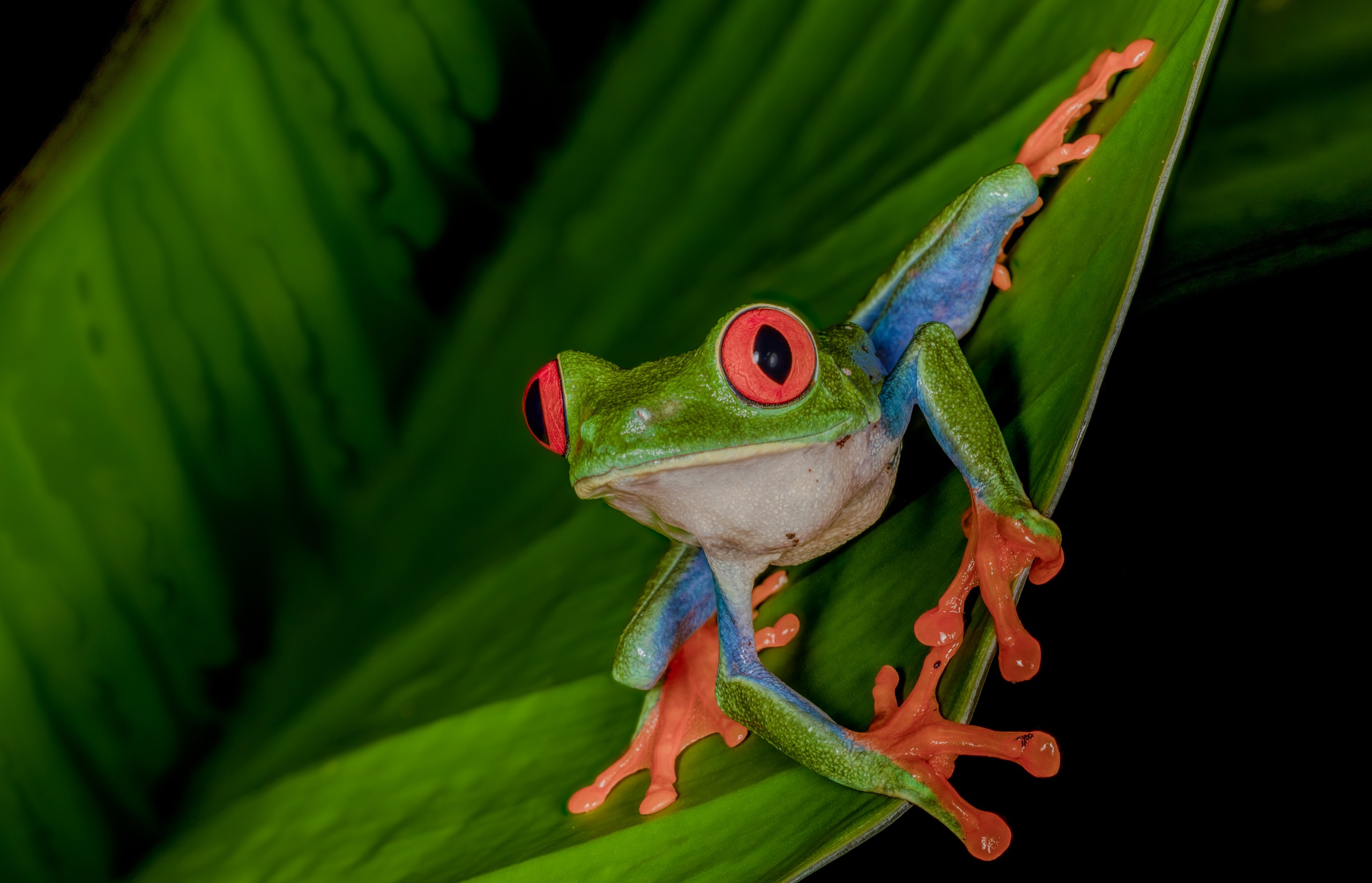 A red-eyed tree frog on a leaf