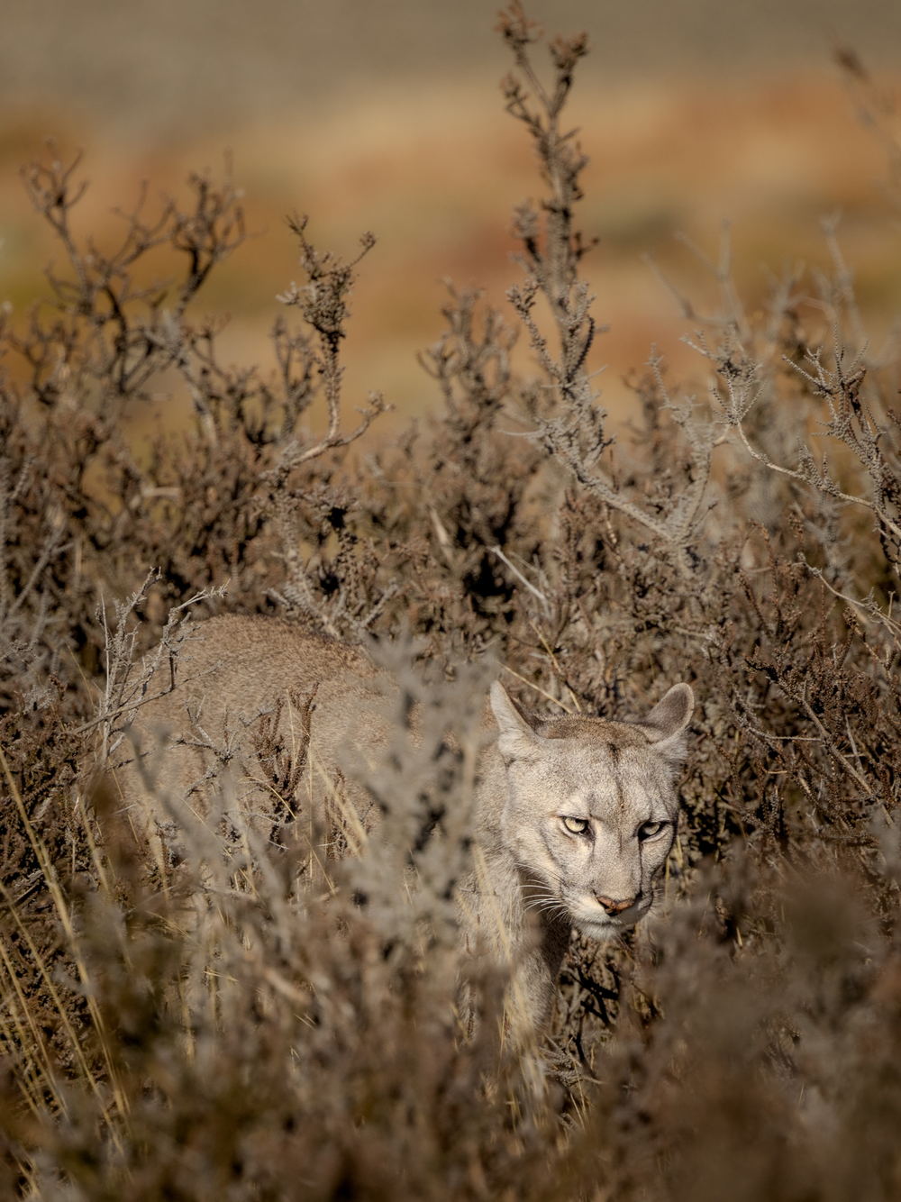 A puma watching from dry brush in Patagonia