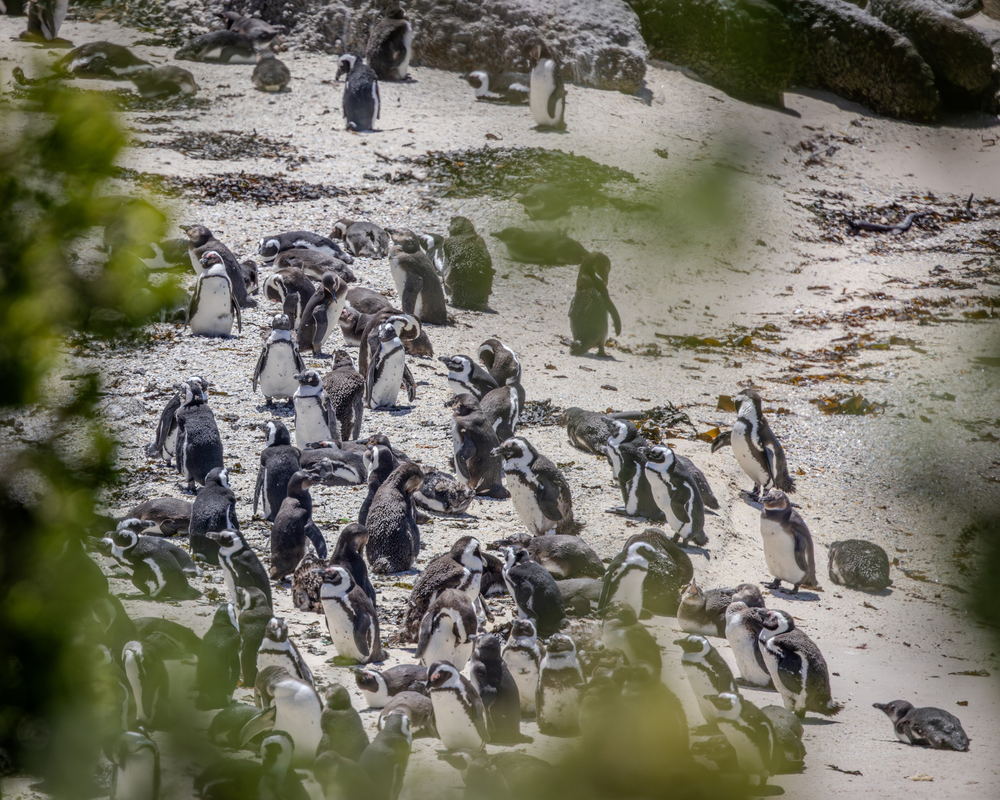 A colony of African penguins at Boulders Beach