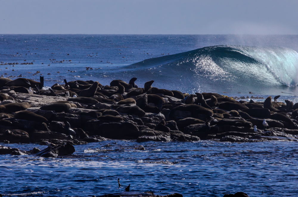 Seals crowding the rocks as a wave breaks