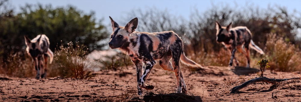 African wild dogs moving together through grass at Tswalu