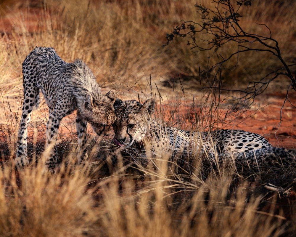 Two cheetahs resting their heads against each other in dry grass at Swala