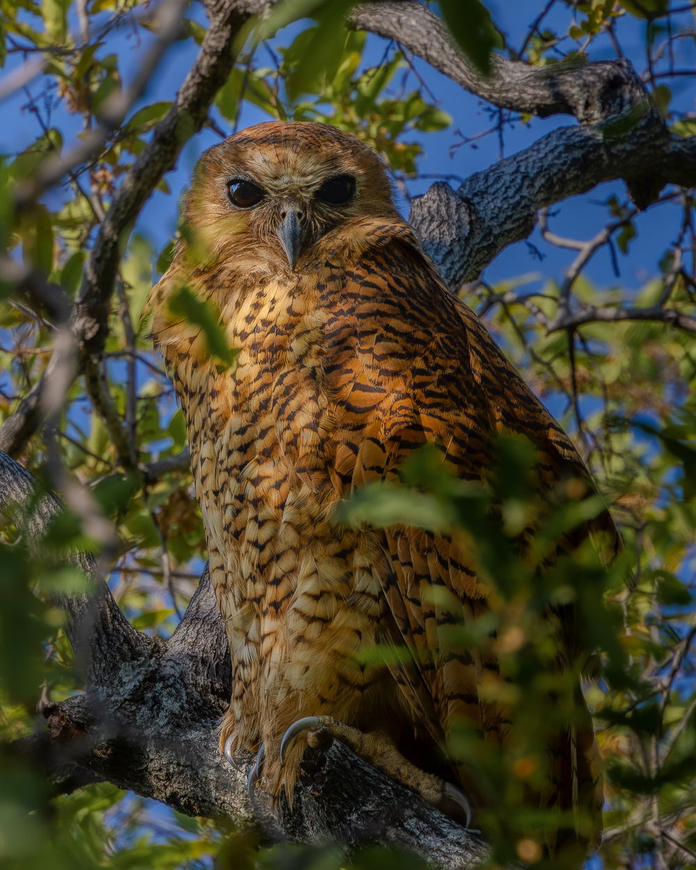 A Pel’s fishing owl perched in a tree