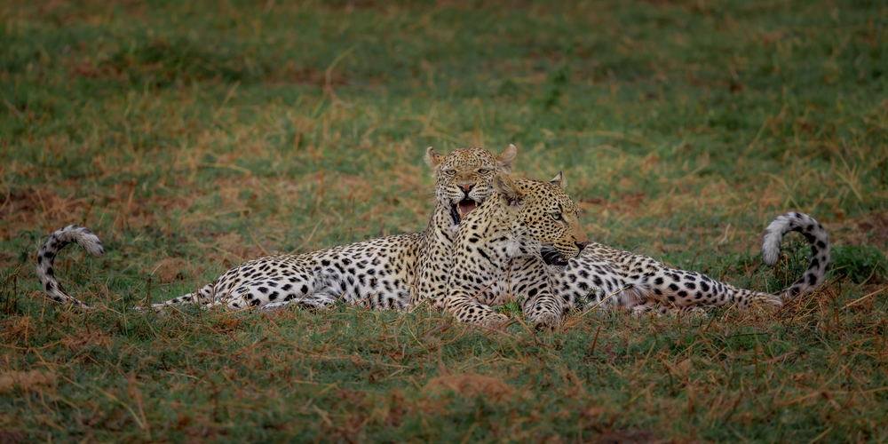 Two leopards lying side by side with their tails raised in the Okavango Delta, Botswana