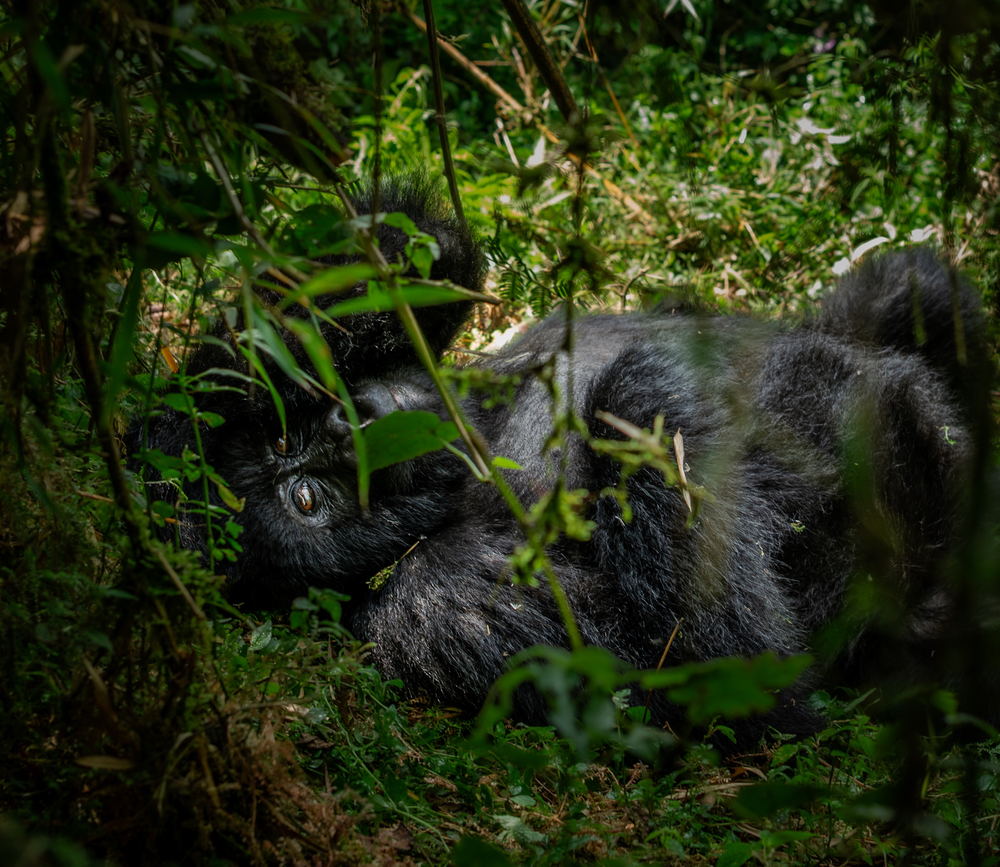 A mountain gorilla resting among forest vegetation in Rwanda