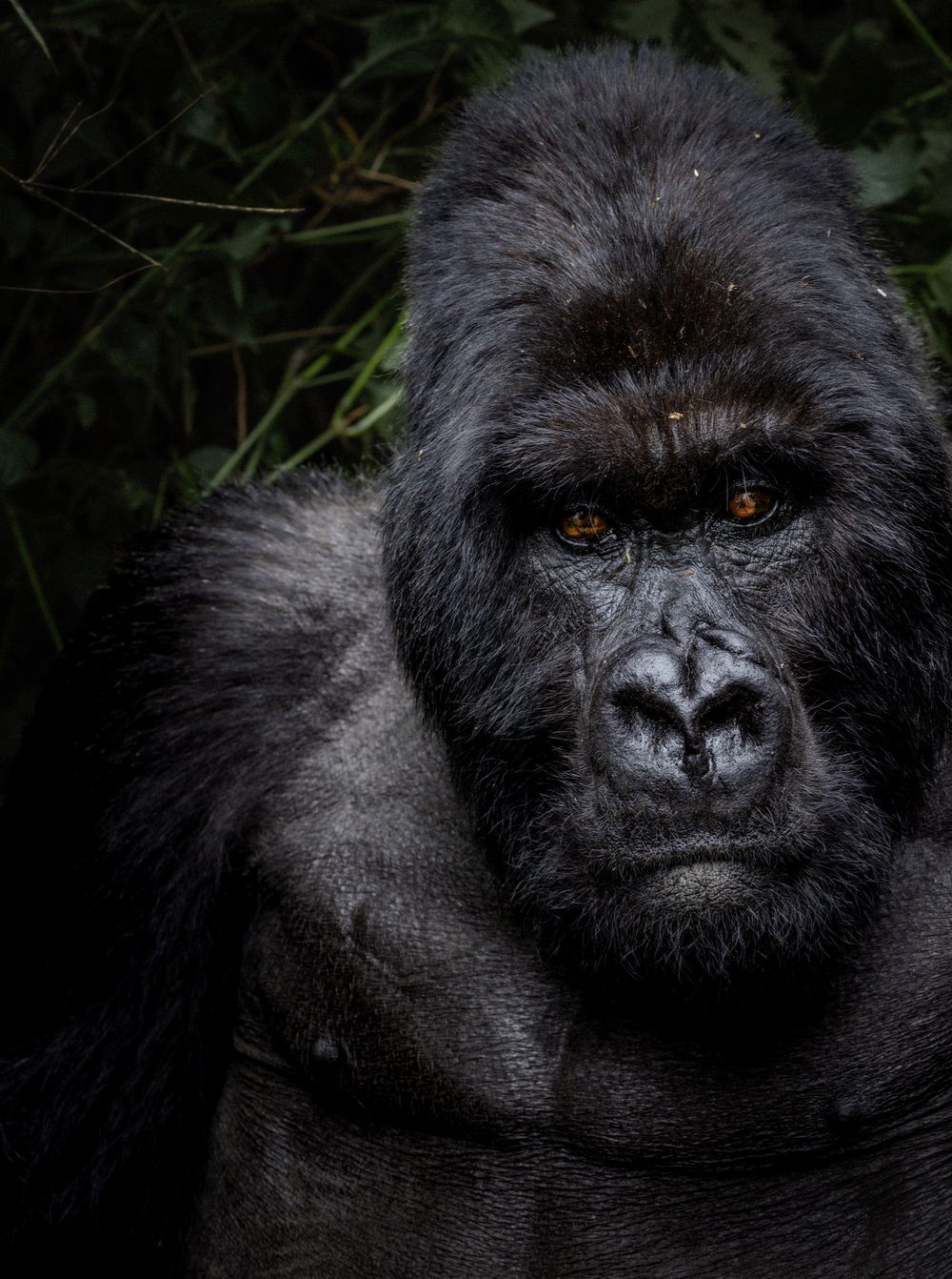 Portrait of a silverback mountain gorilla in Rwanda