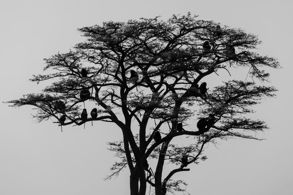 Birds gathered in an acacia, black and white