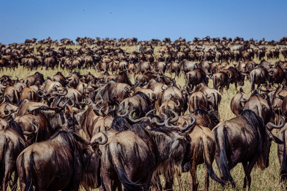 Migrating wildebeest filling the plain in Grumeti