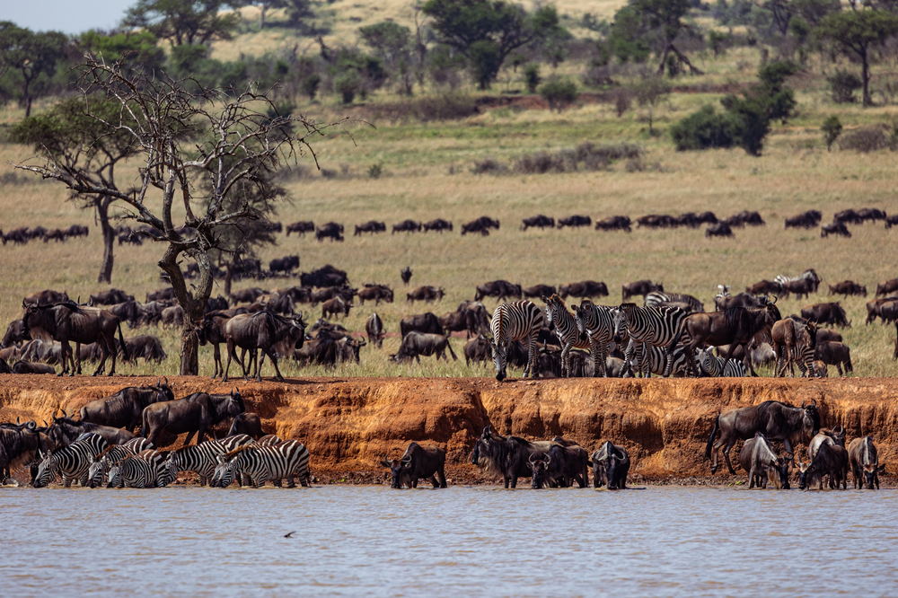 Zebras and wildebeest gathering at a riverbank crossing in Grumeti