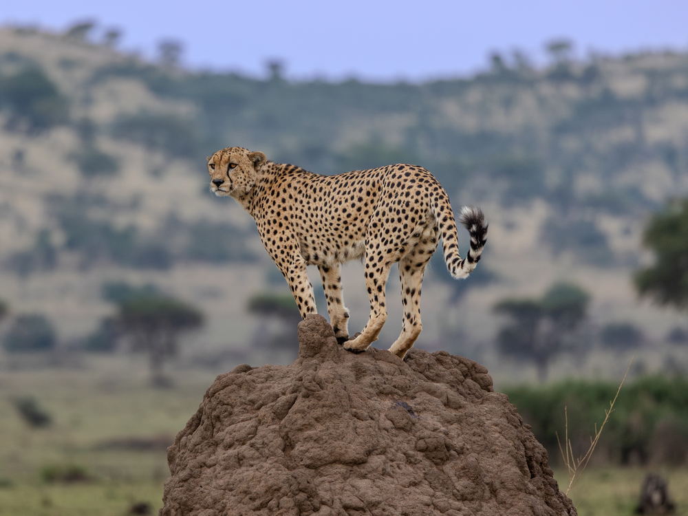 A cheetah surveying the plains from a termite mound in Grumeti