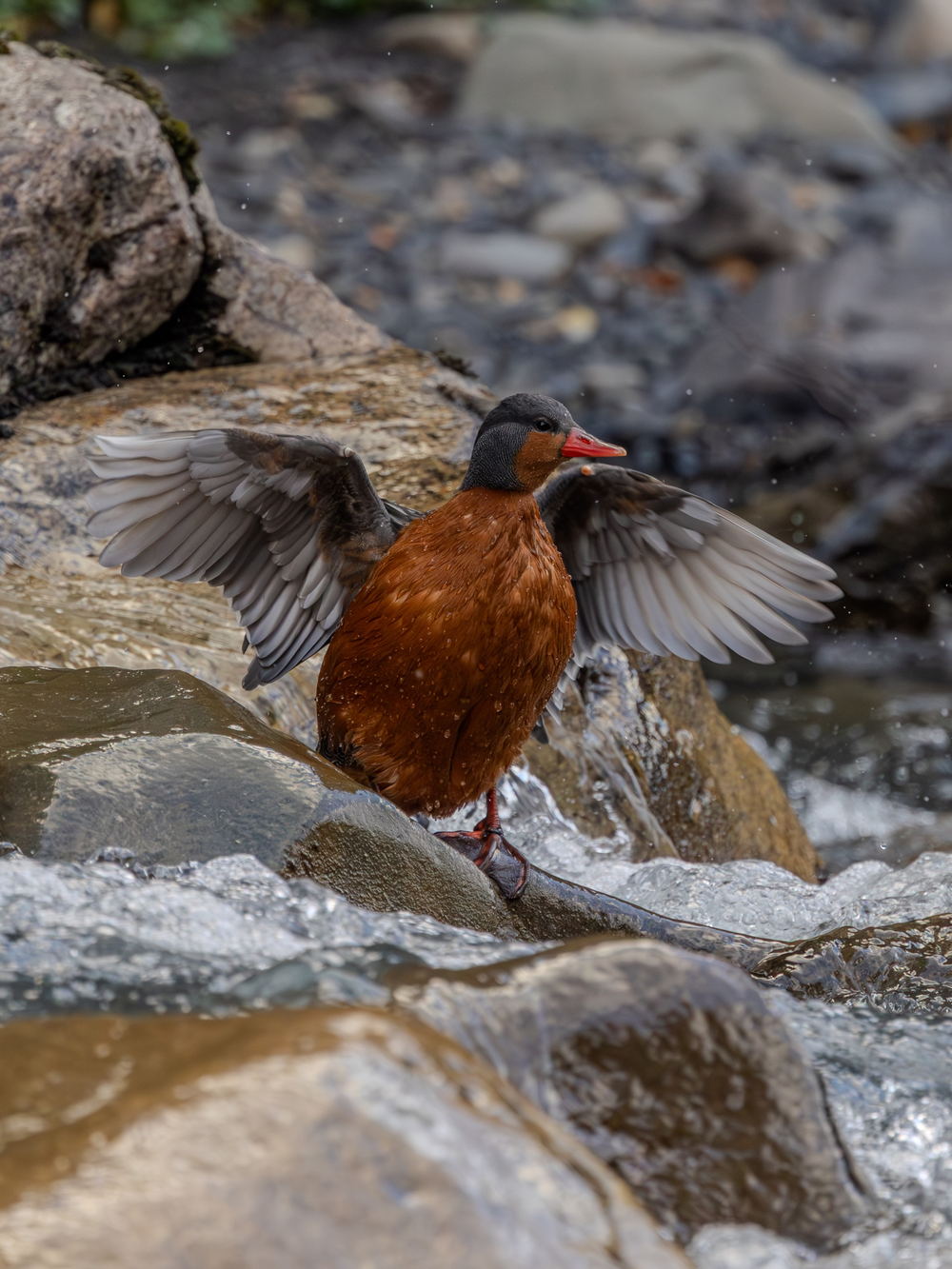 A torrent duck spreading its wings among wet river rocks in Torres del Paine