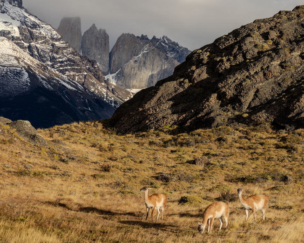 Guanacos grazing beneath the towers