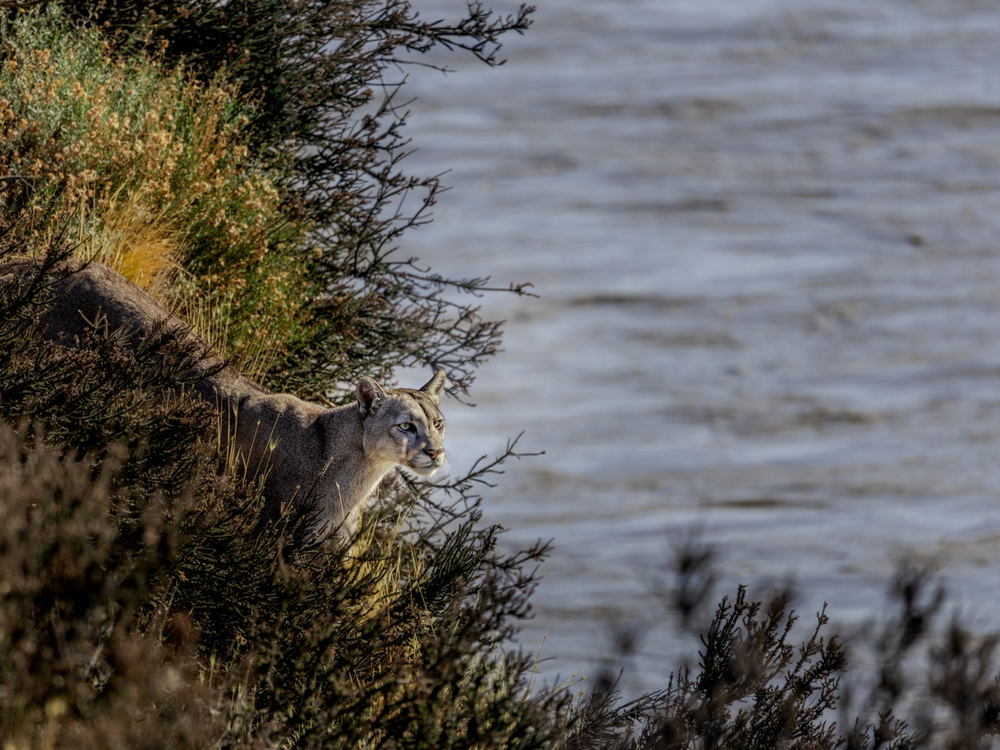 A puma descending cliffs beside the water in Patagonia