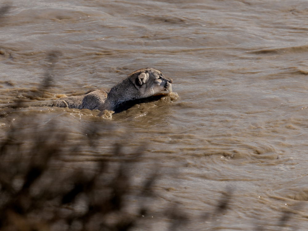 A puma swimming across a channel in Patagonia