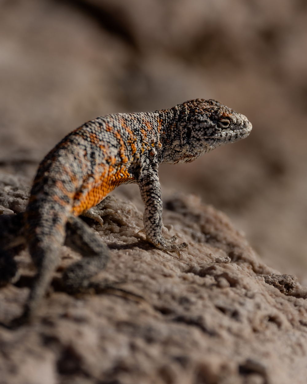 A Fabián’s lizard with orange and black markings resting on pale rock