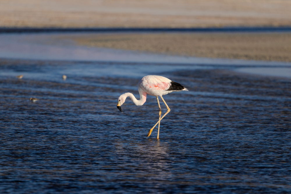 An Andean flamingo wading in shallow water at dusk