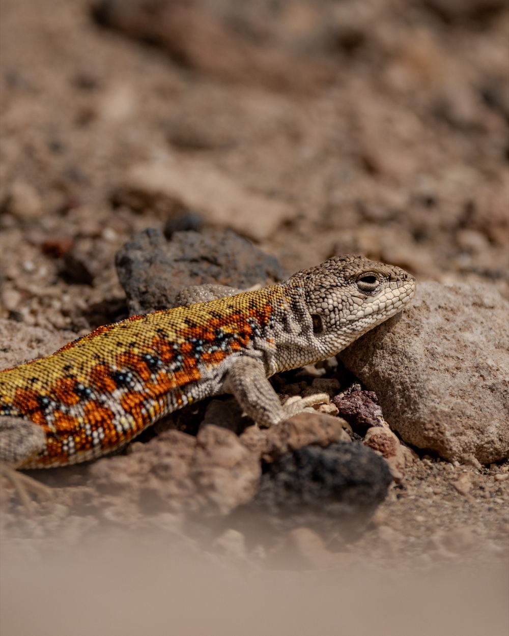 A Liolaemus omorfi lizard with orange and black markings resting on desert rock in the Atacama