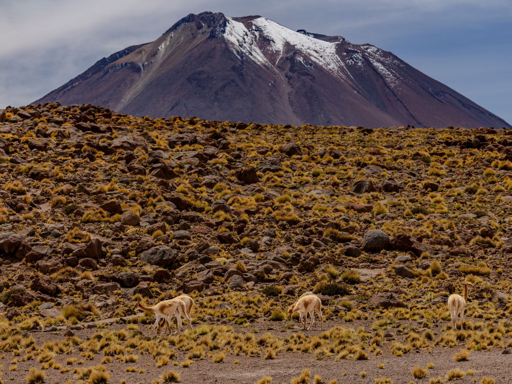 Vicunas below a snow-capped volcano