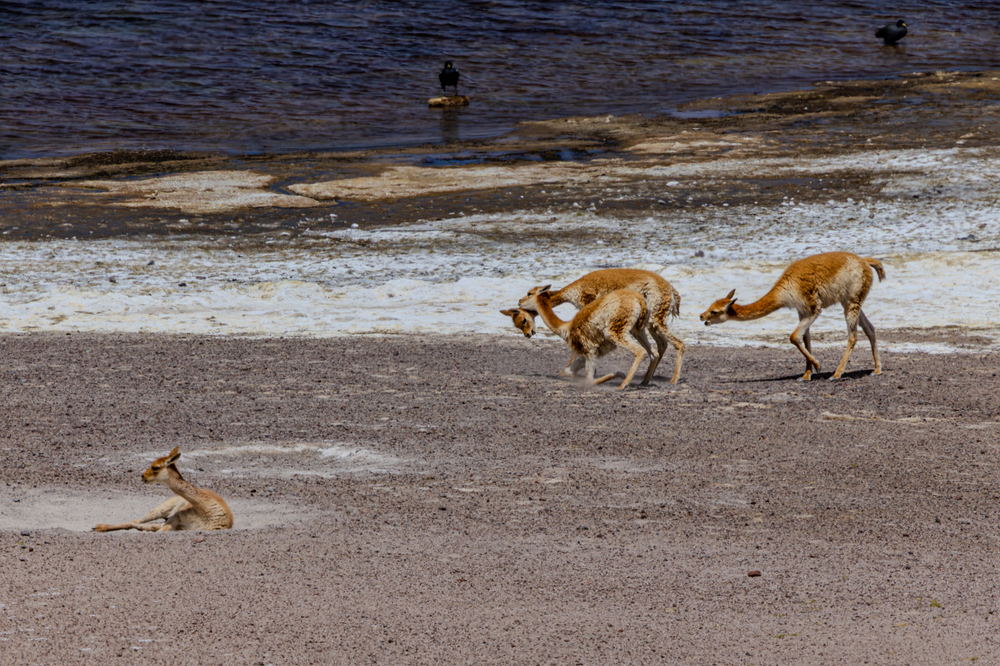 Vicunas crossing the salt flat