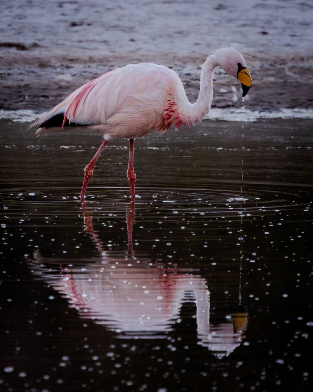 A James’ flamingo reflected in shallow water